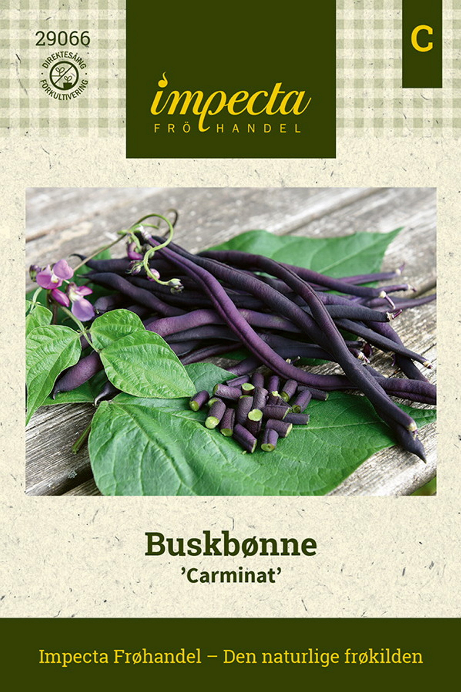 Phaseolus vulgaris 'Carminat'