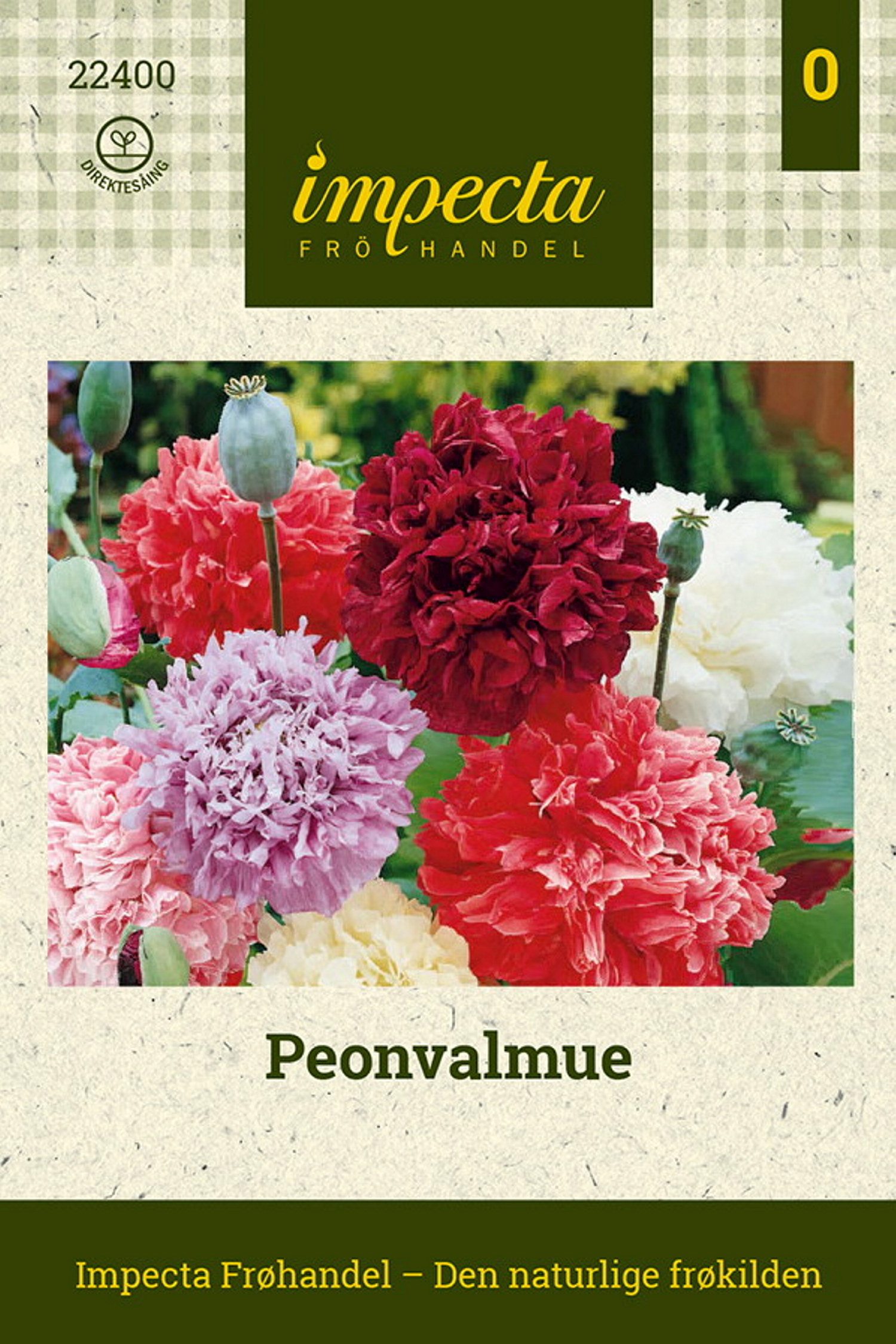 Papaver somniferum