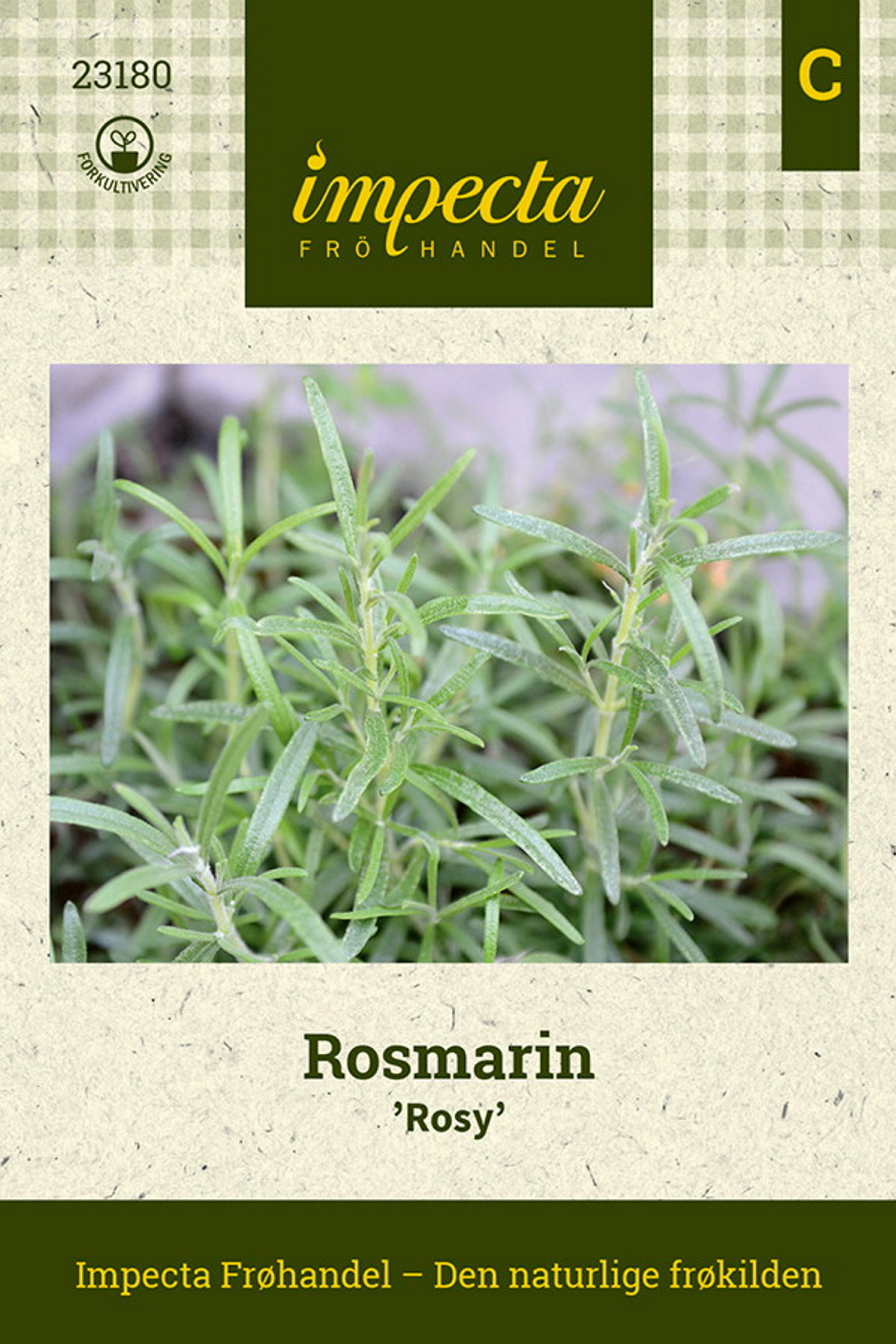 Rosmarinus officinalis 'Rosy'