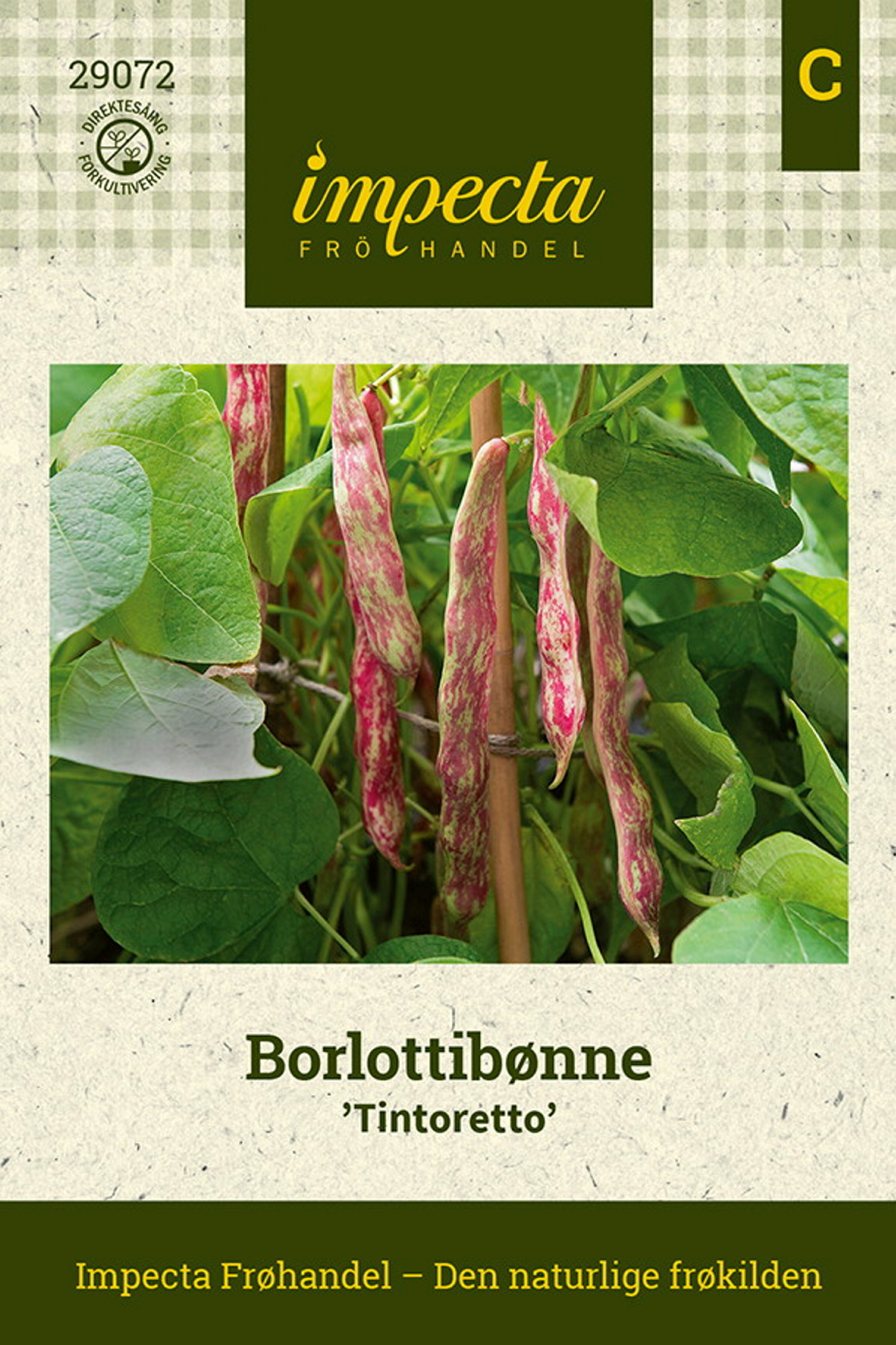 Phaseolus vulgaris 'Tintoretto'