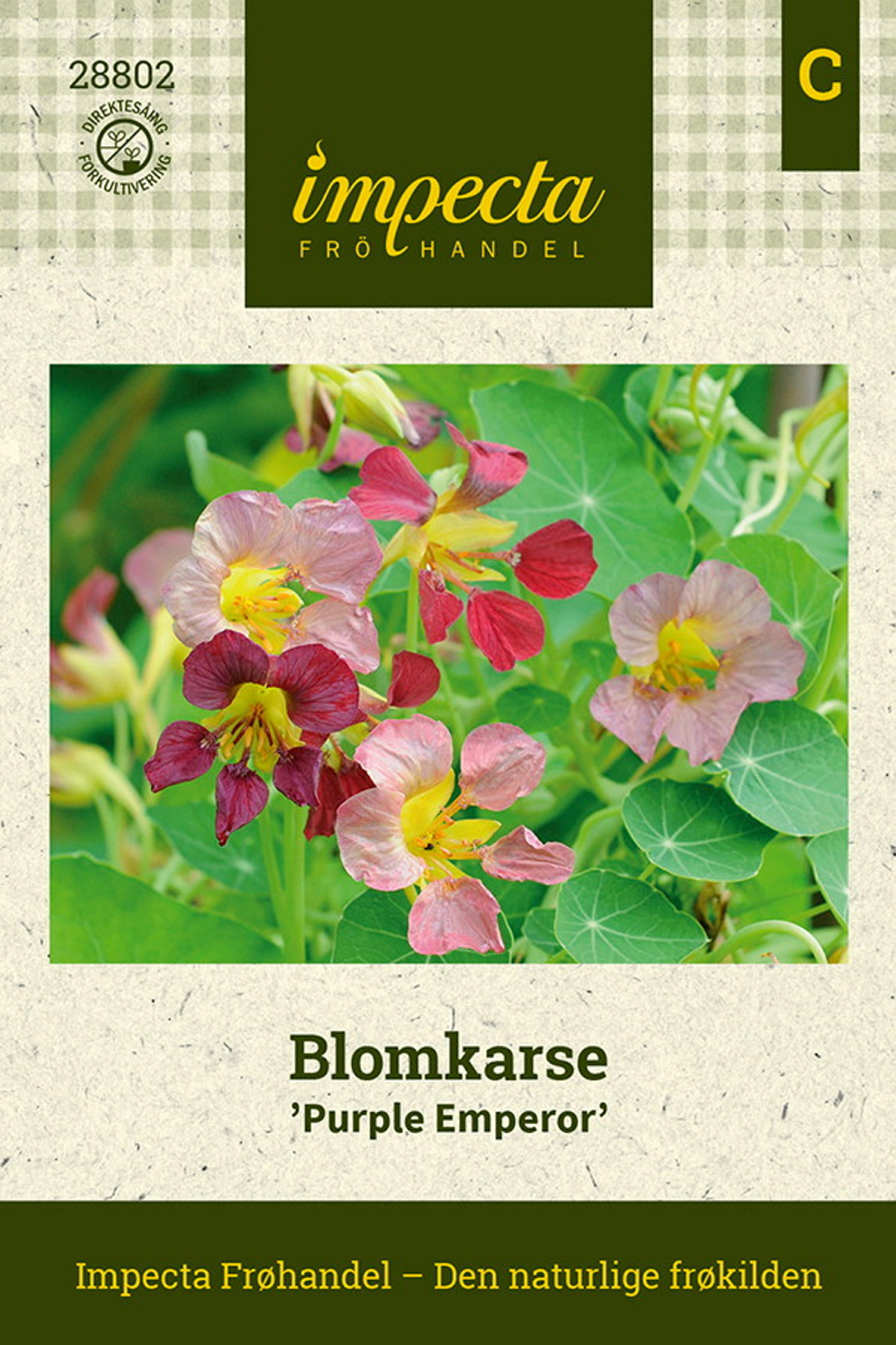 Blomkarse 'Purple Emperor'