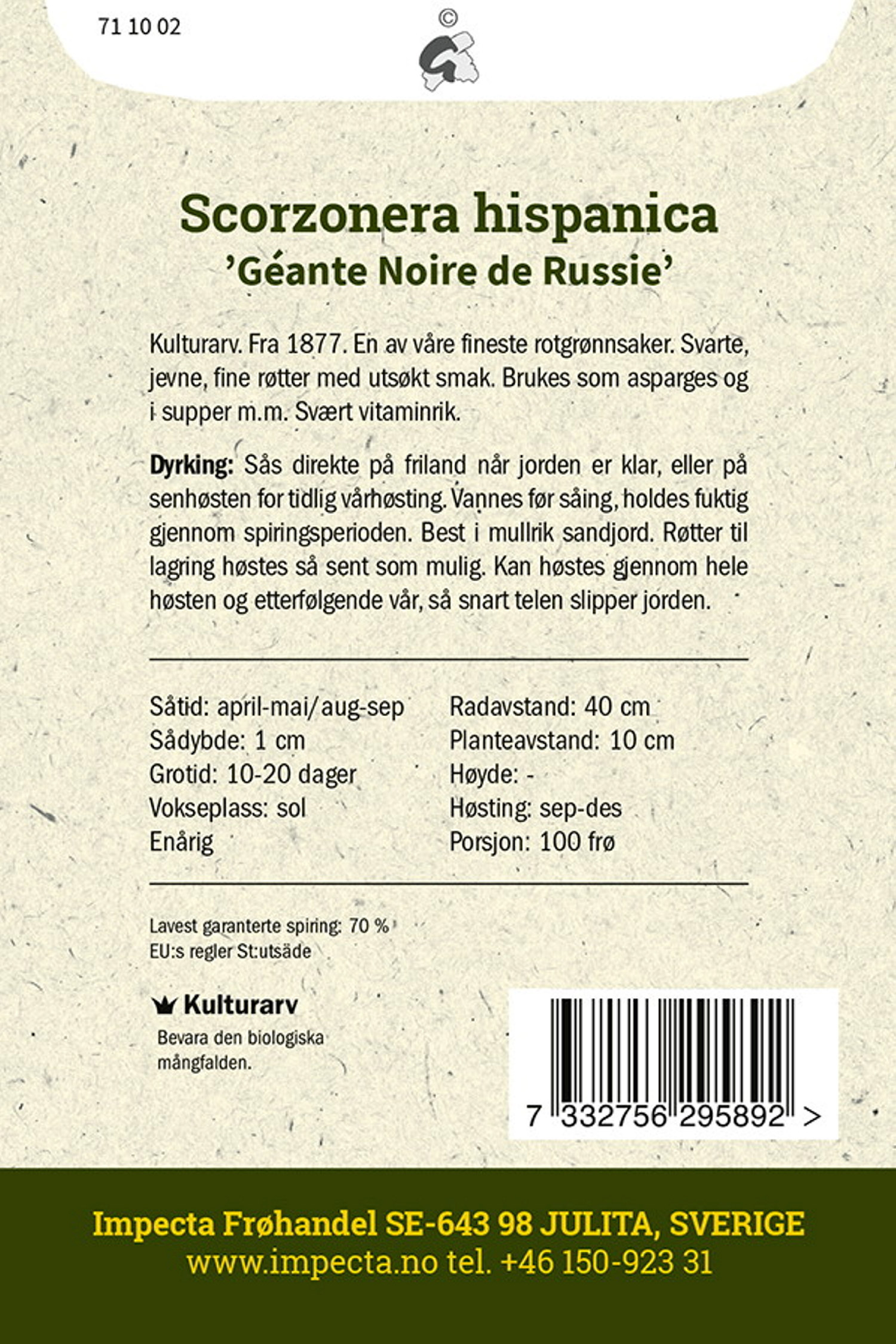 Scorzonera hispanica 'Géante Noire de Russie'