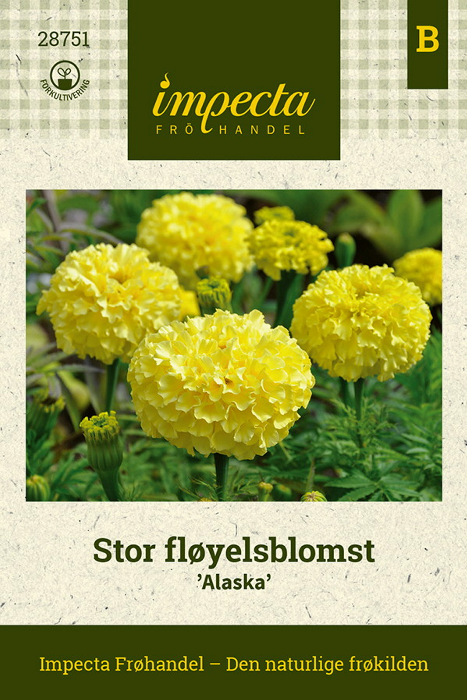 Tagetes erecta 'Alaska'