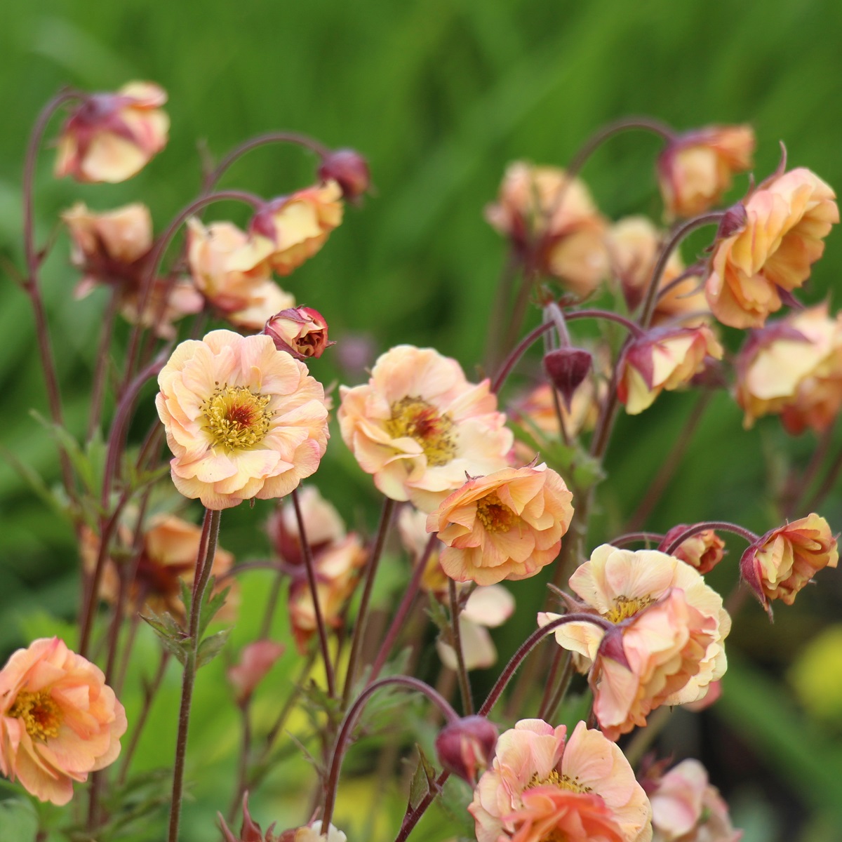 Geum Pretticoats Peach 17cm