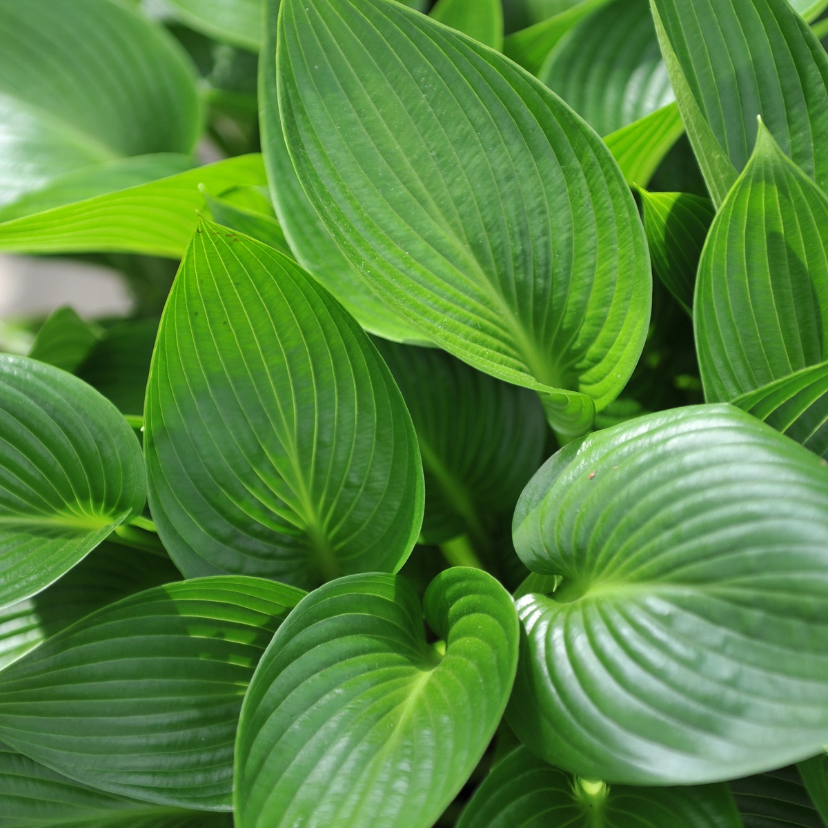 Hosta 'Devon Green' 19cm