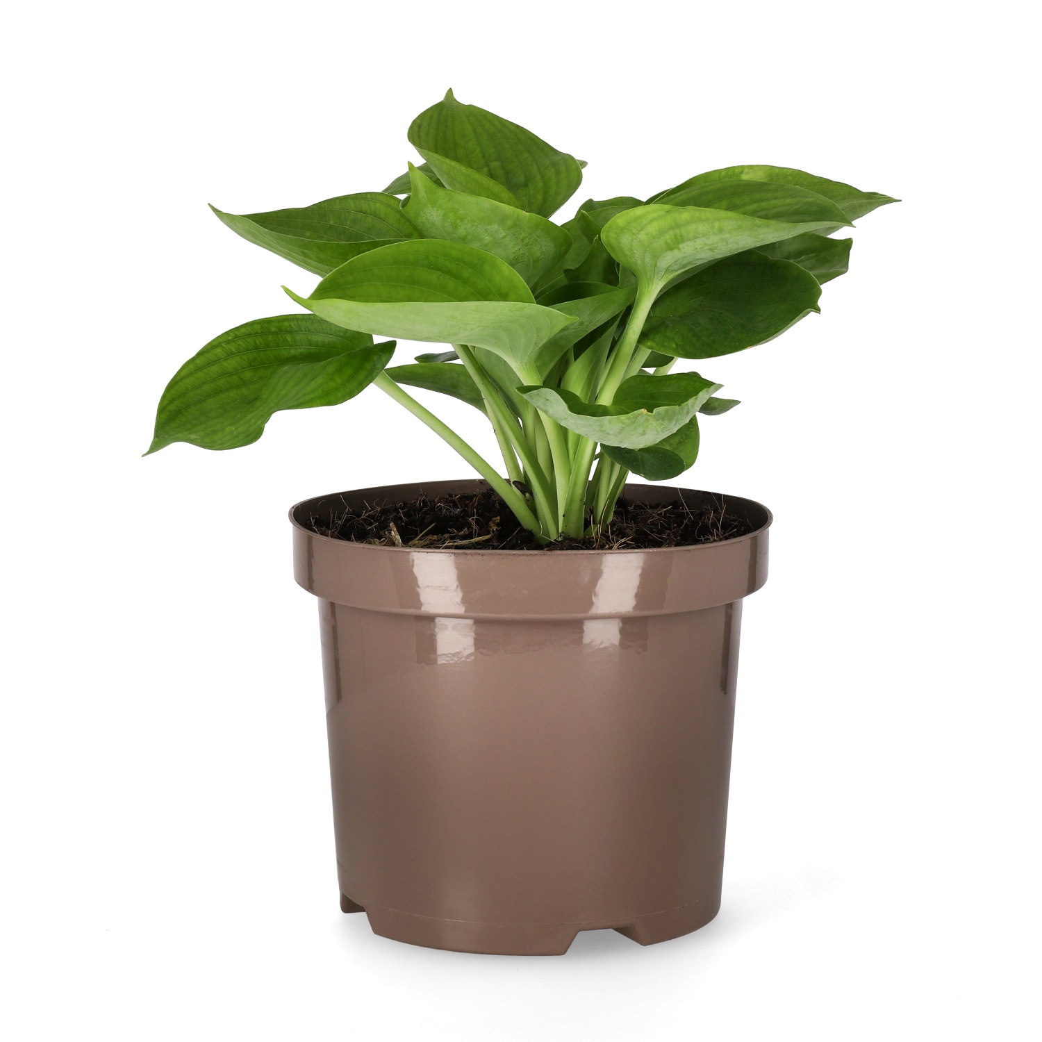 Funkia 'Abiqua Drinking Gourd'