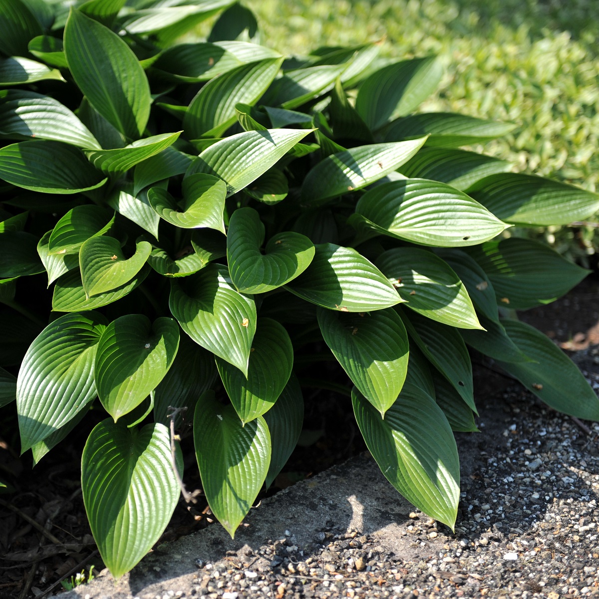 Hosta 'Devon Green' 19cm