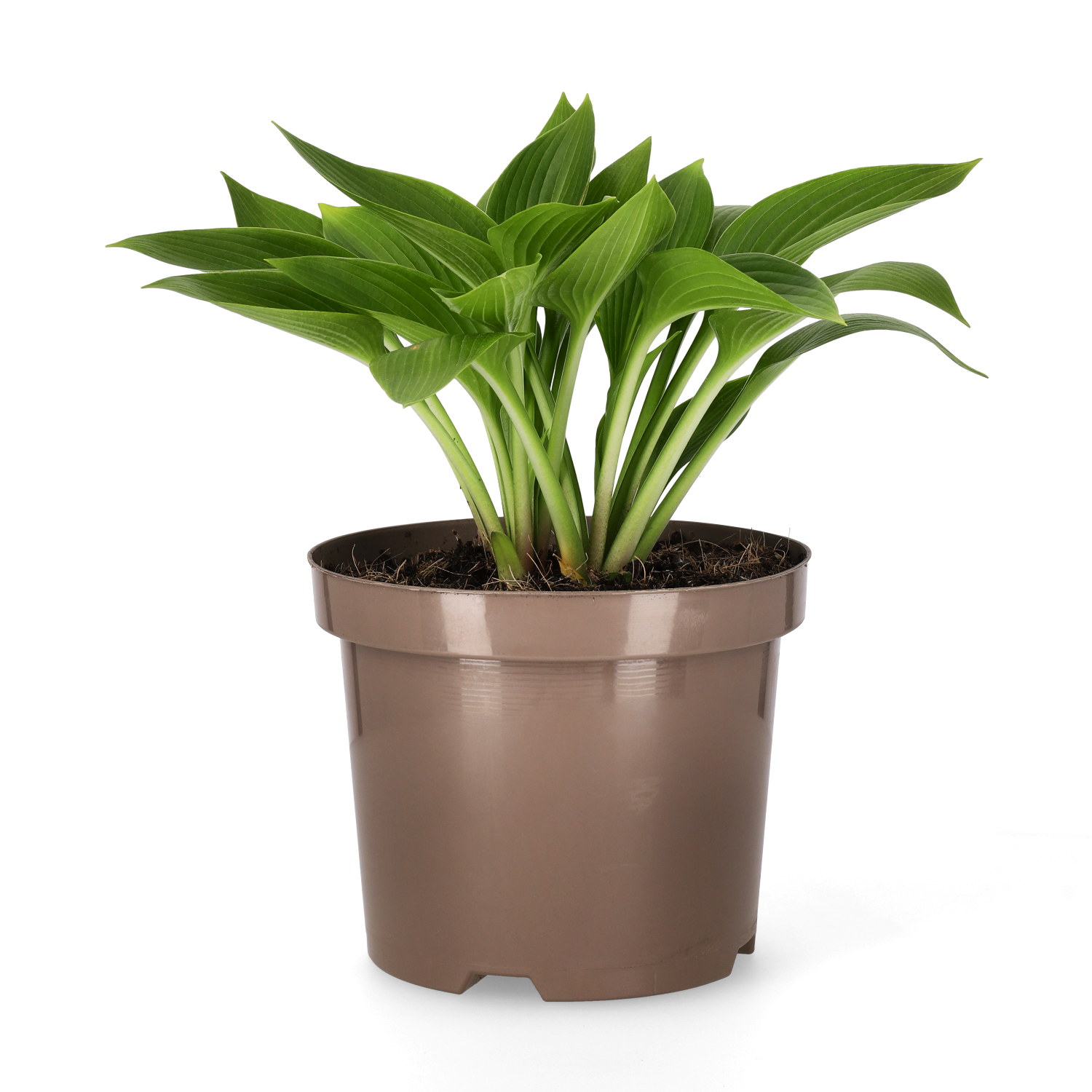 Hosta 'Devon Green' 19cm