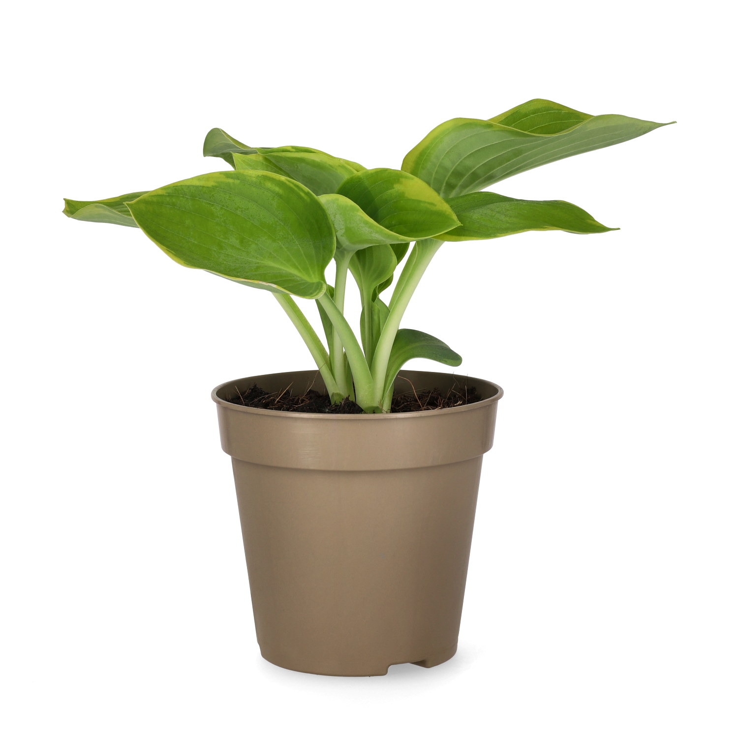 Daggfunkia 'Frances Williams'