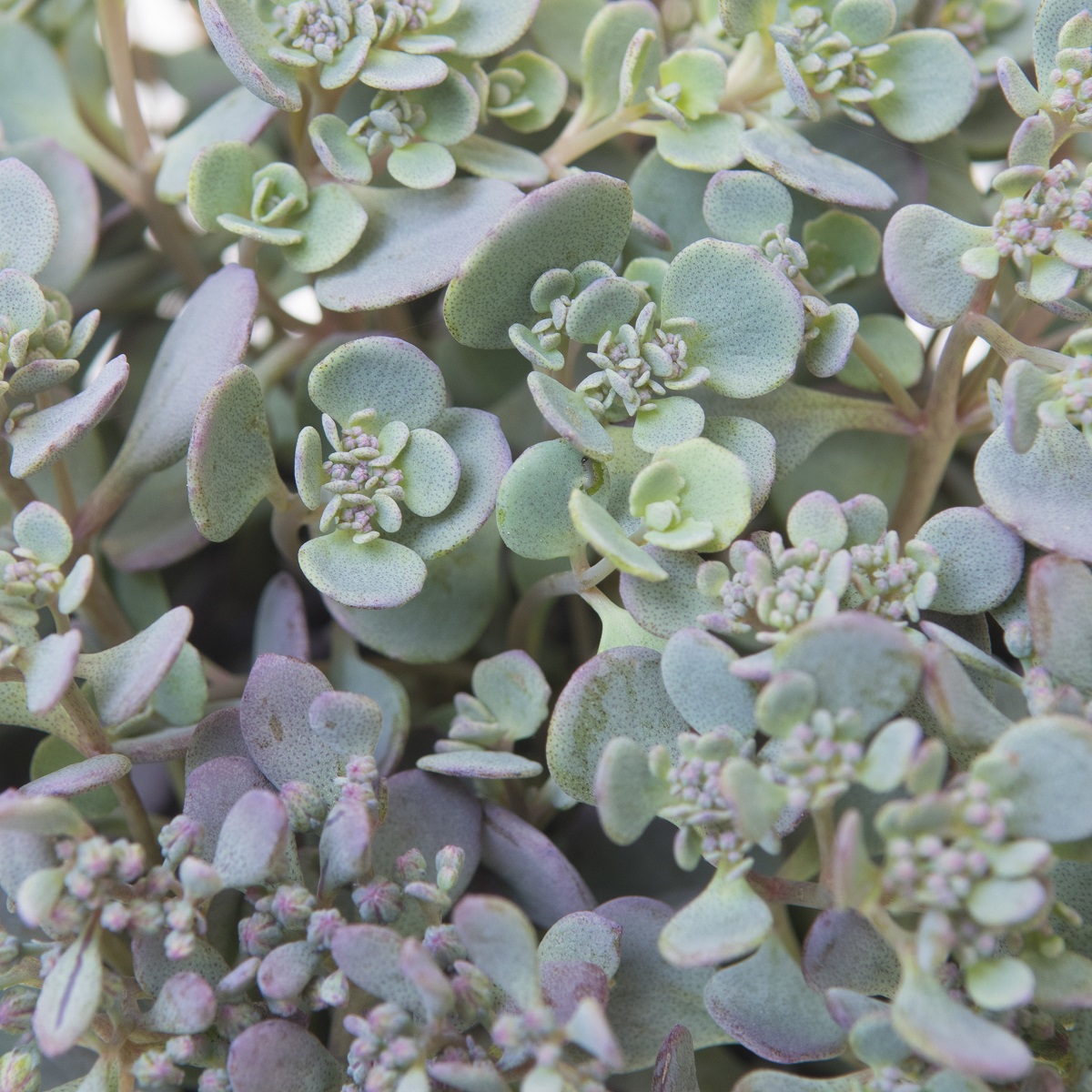 Liten kärleksört 'Lidakense'