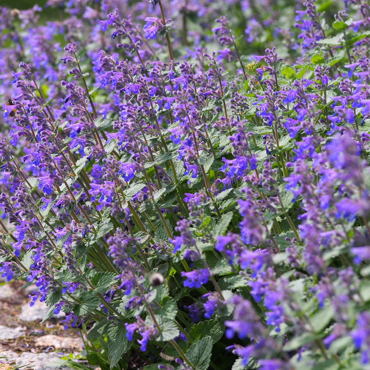 Nepeta x faassenii 'Cat's Pajamas' 15cm