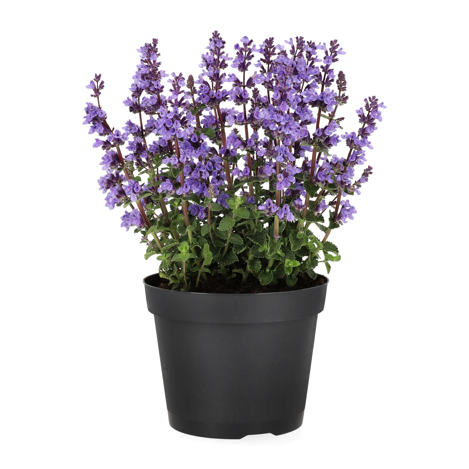 Nepeta x faassenii 'Cat's Pajamas' 15cm