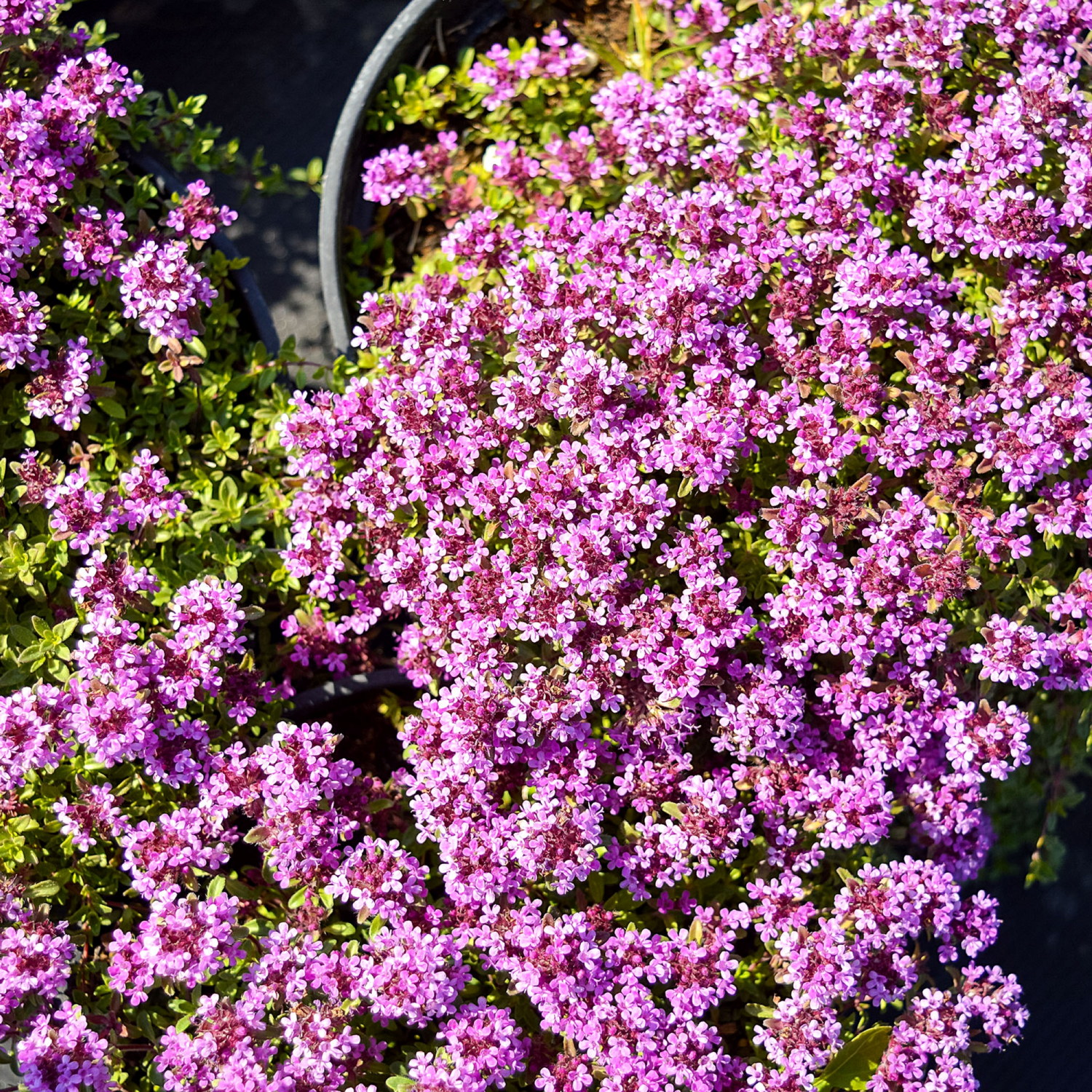 Thymus coccineus 10,5cm