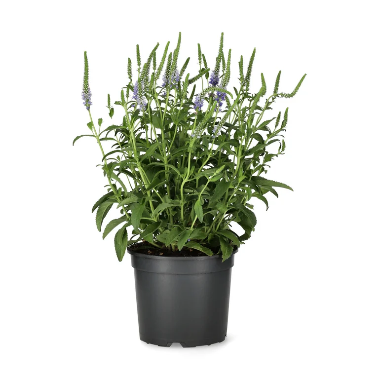 Axveronika Anniversary Blue