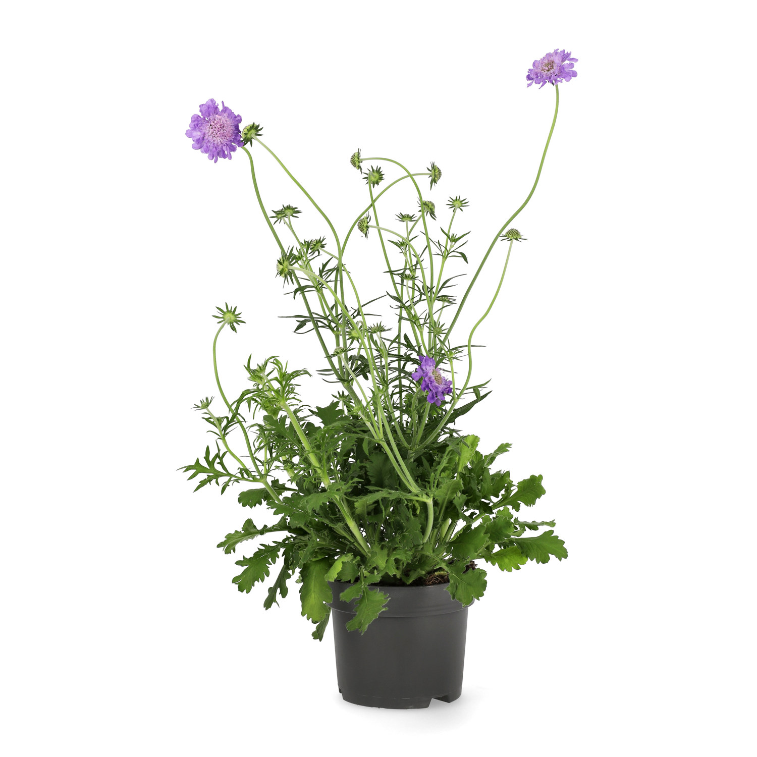 Fältvädd 'Mariposa Blue'