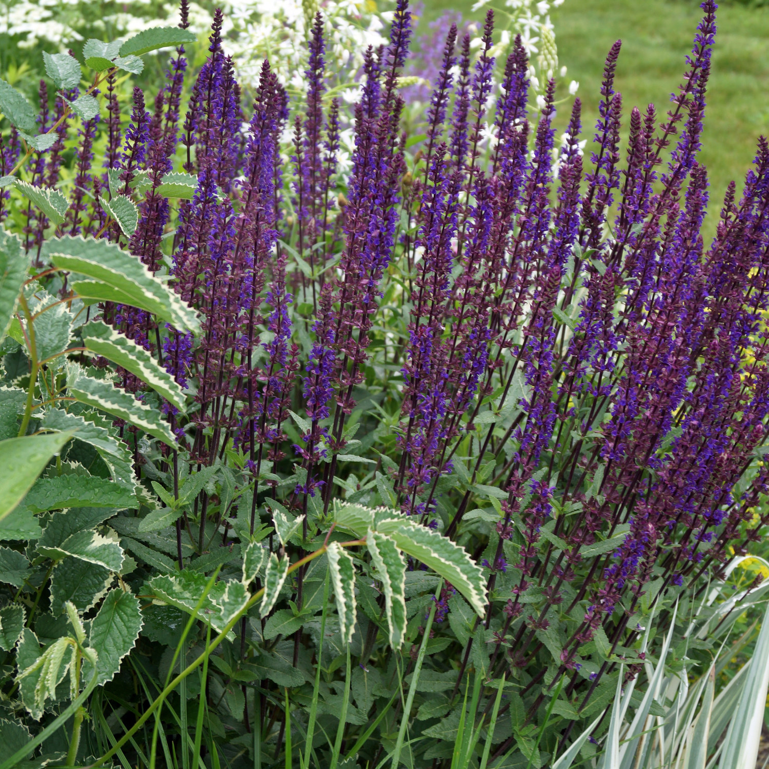 Stäppsalvia 'Caradonna'