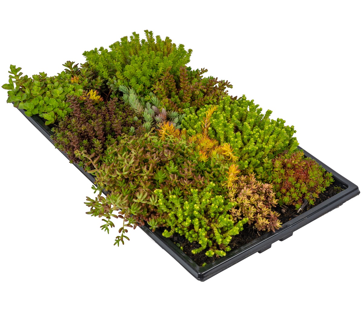 Sedum Roofing mat