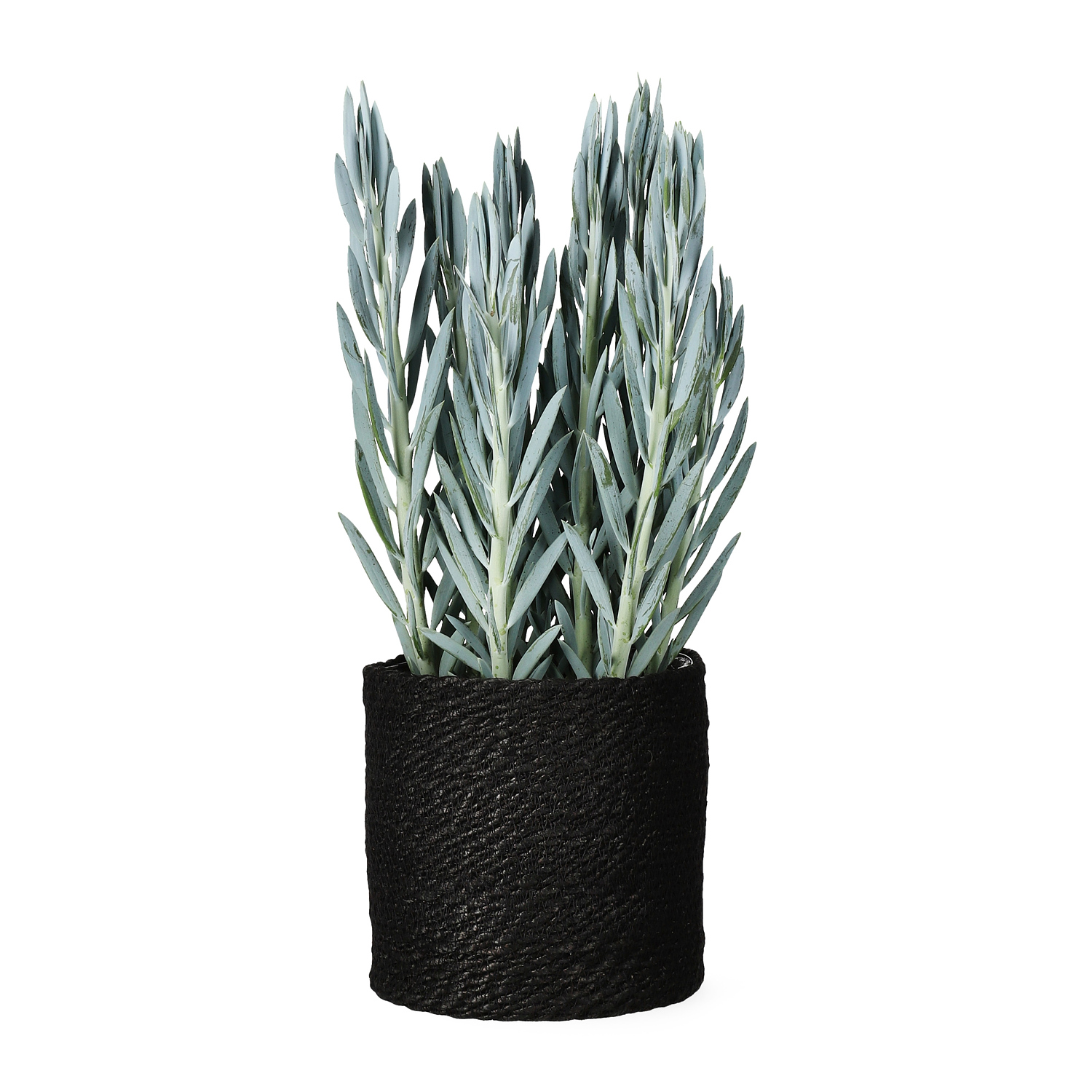 Naledi pot D20 black