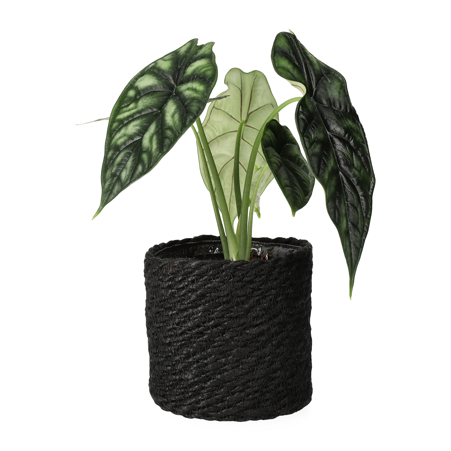 Naledi pot D11,5 black