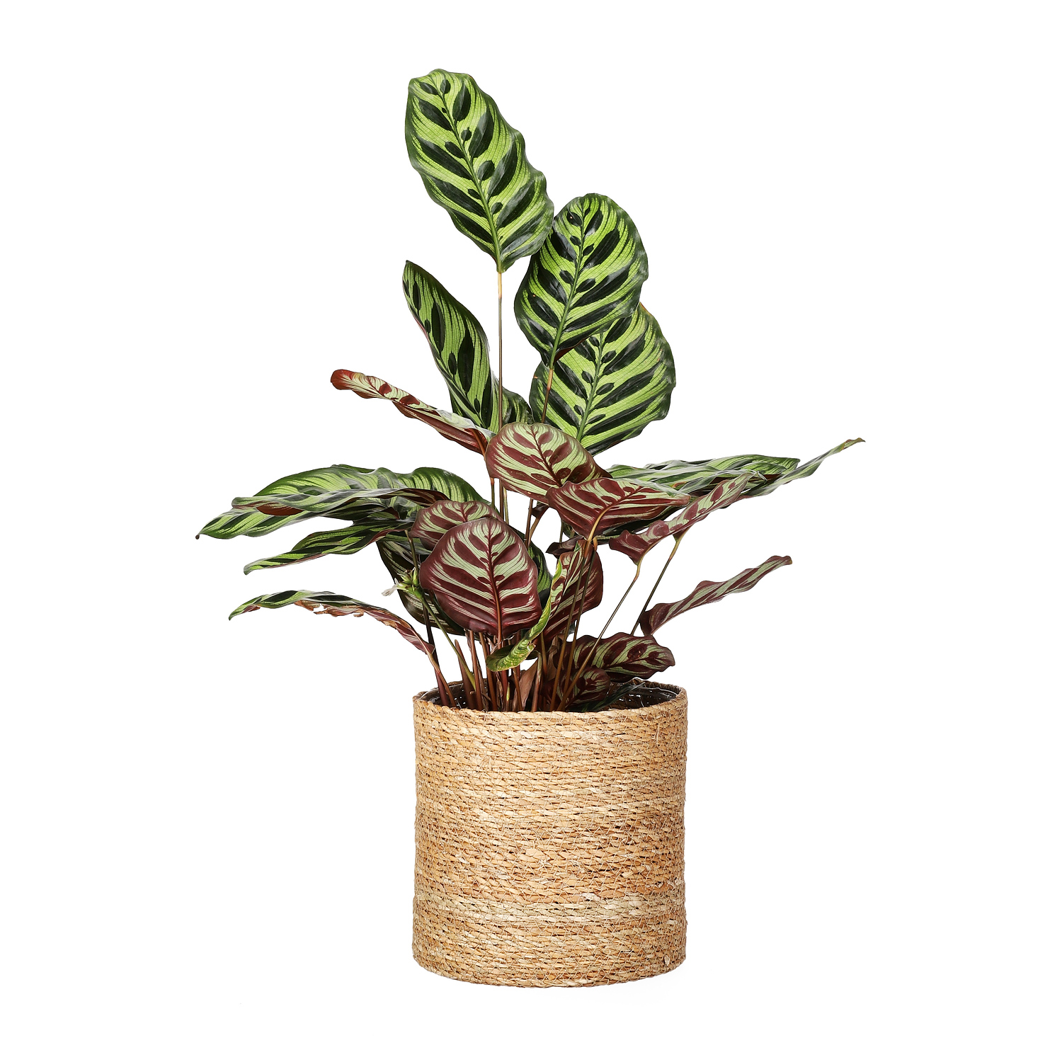 Naledi pot D20 natural