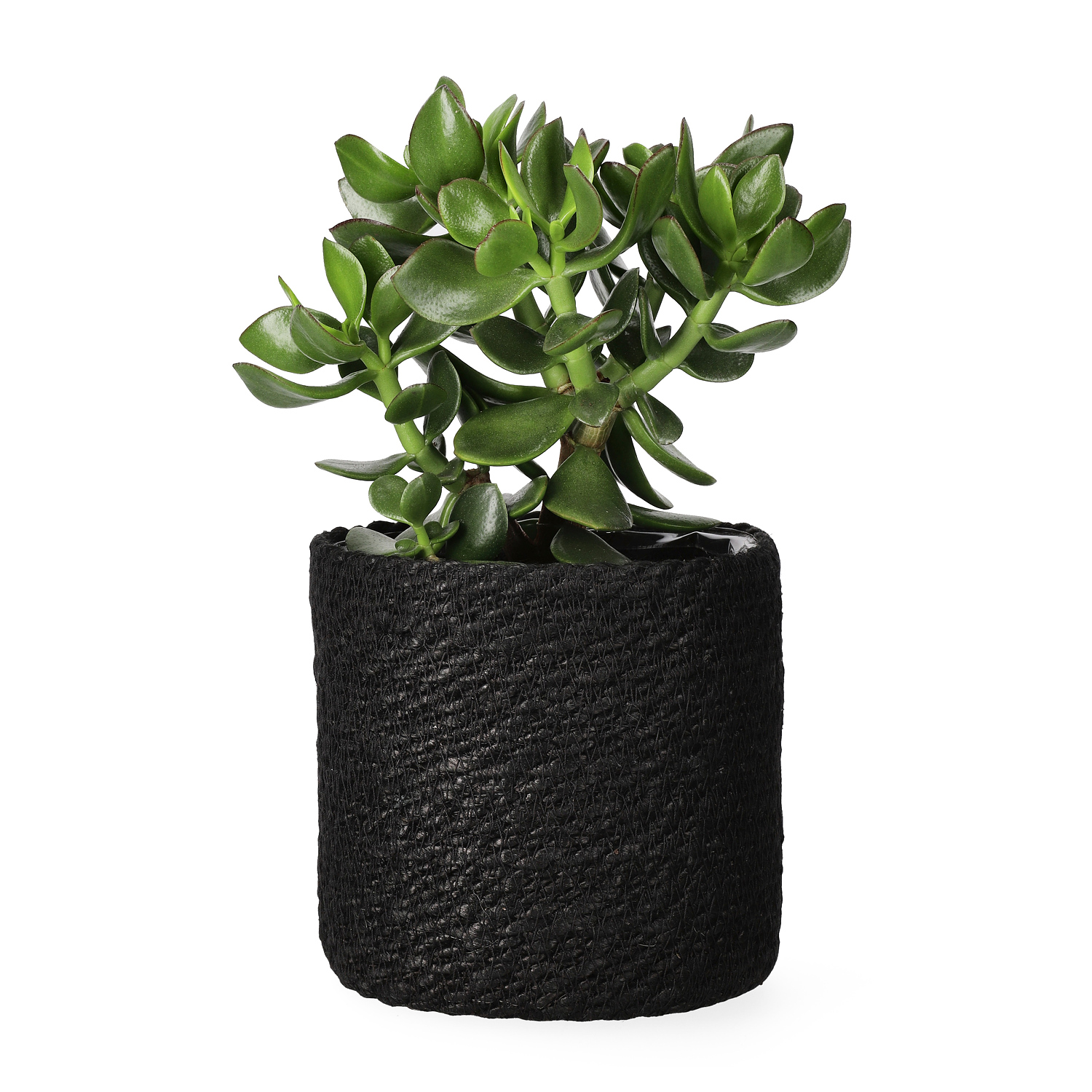 Naledi pot D16 black