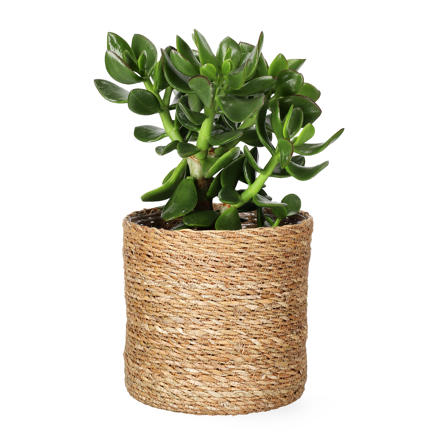 Naledi pot D16 natural