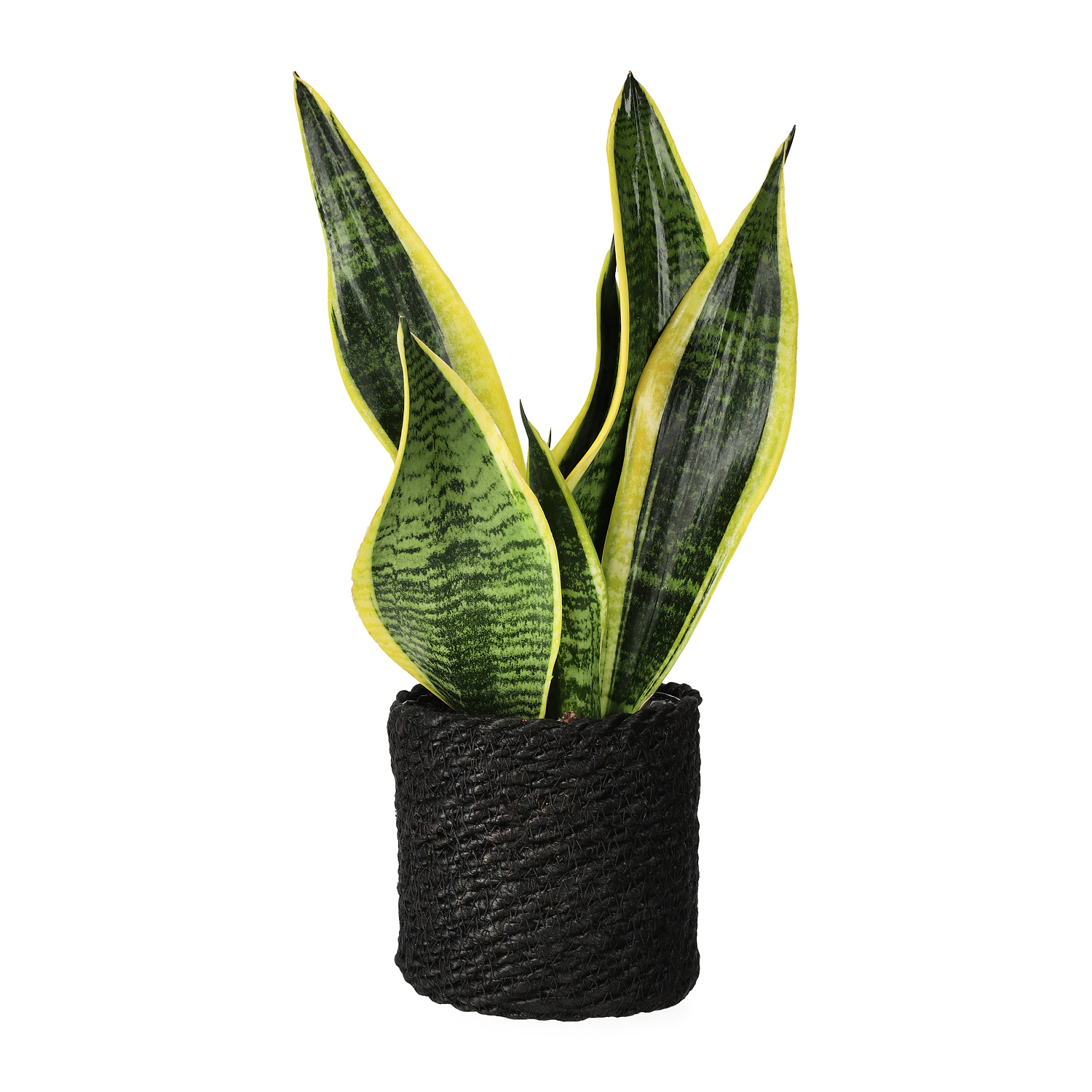 Naledi pot D11,5 black