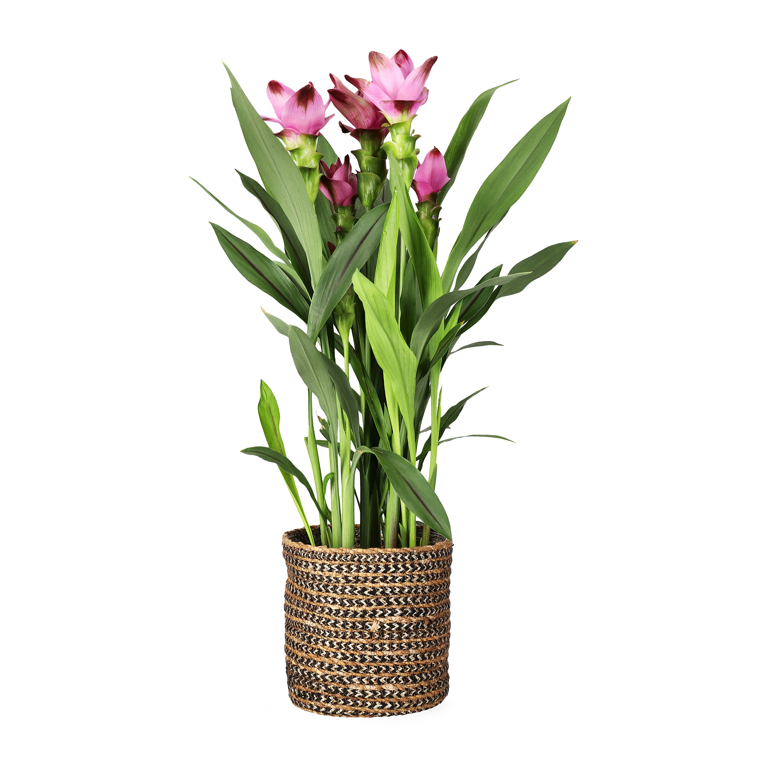 Naledi pot D16 multi