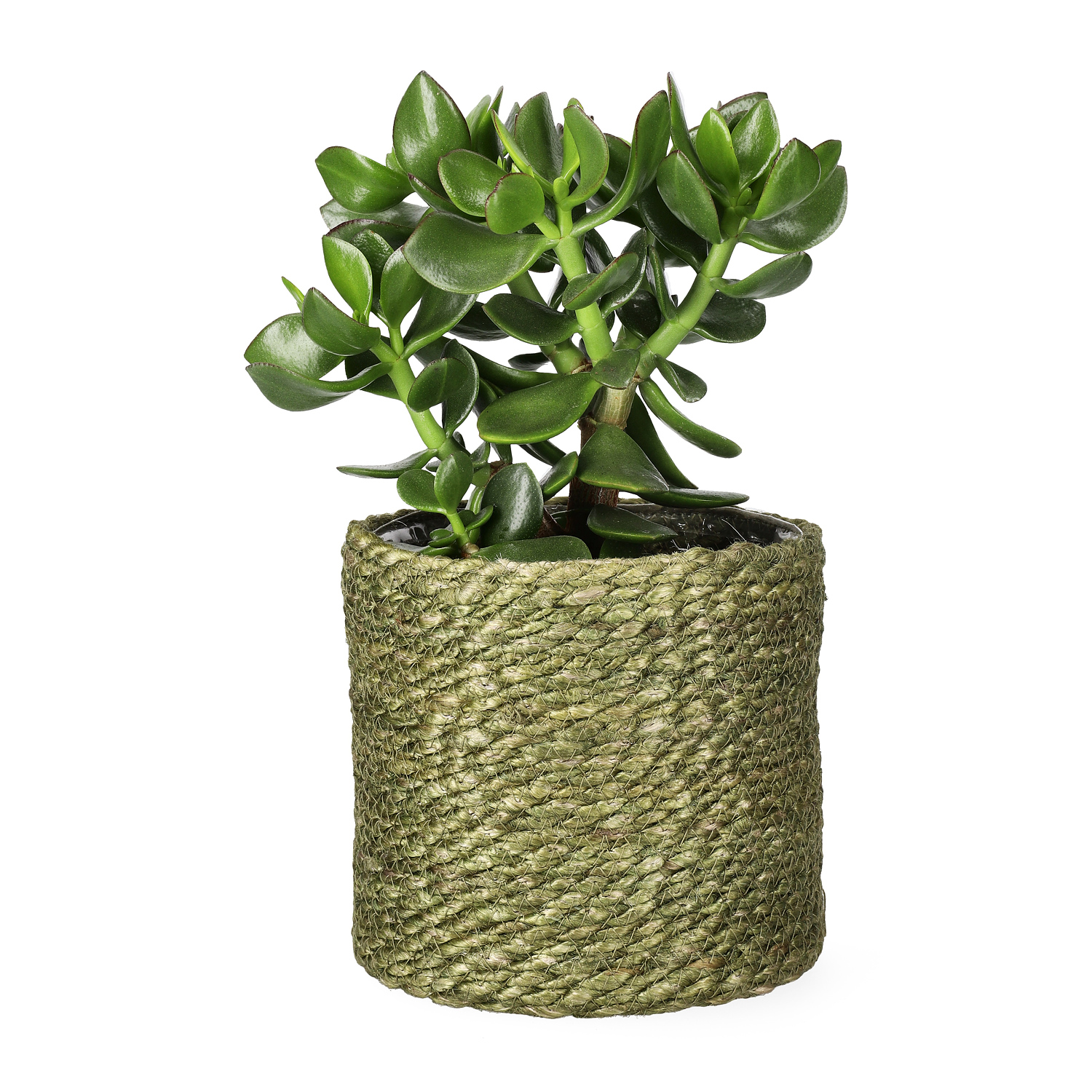 Naledi pot D16 green