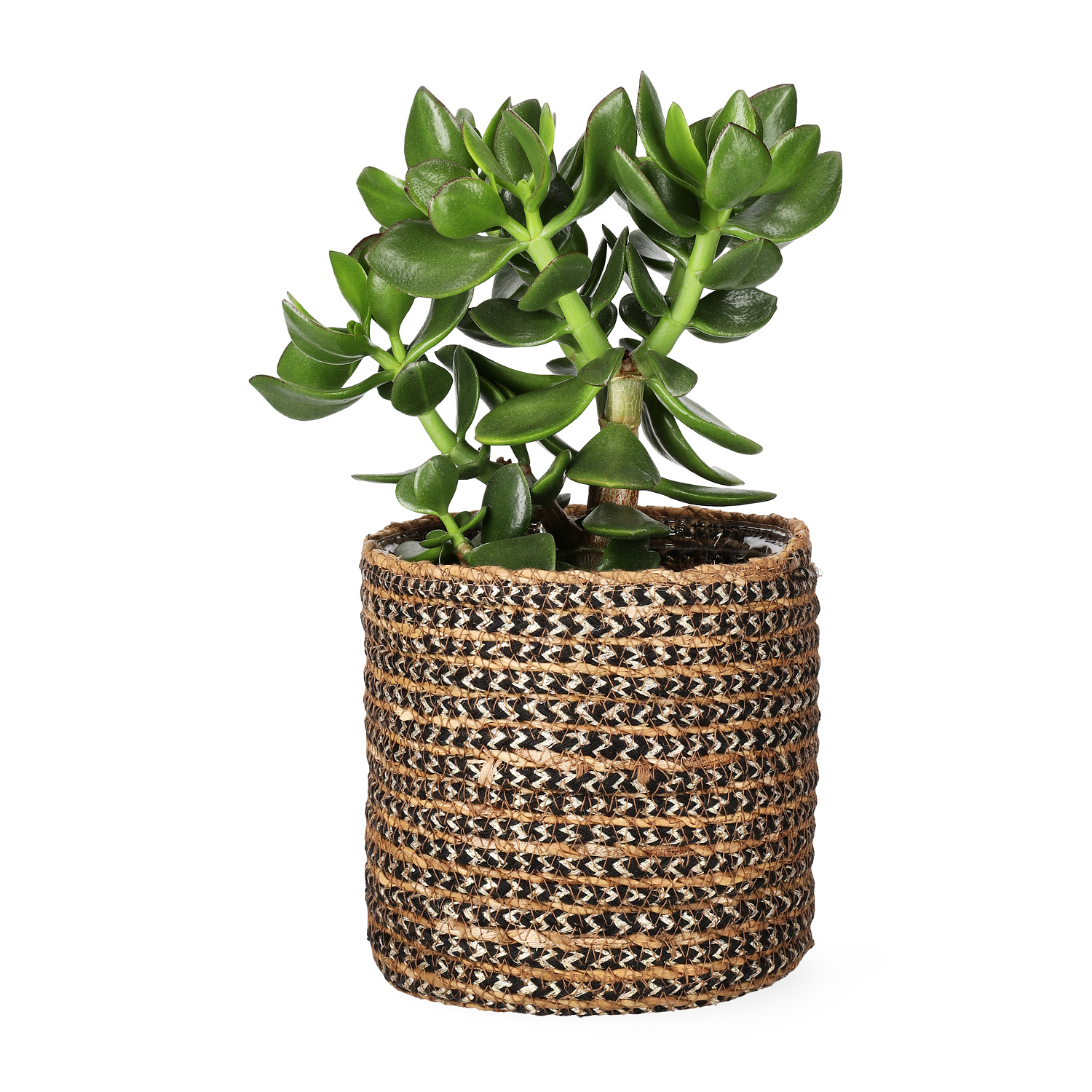 Naledi pot D16 multi