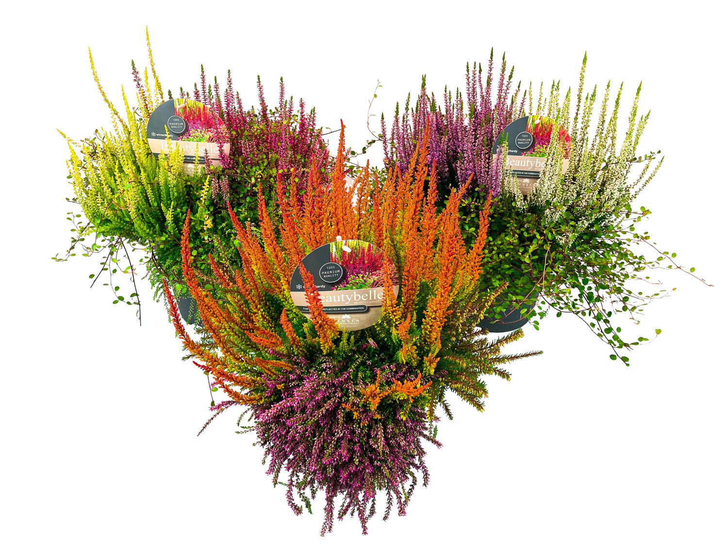 Ljung BEAUTY LADIES  'Beauty Belle'