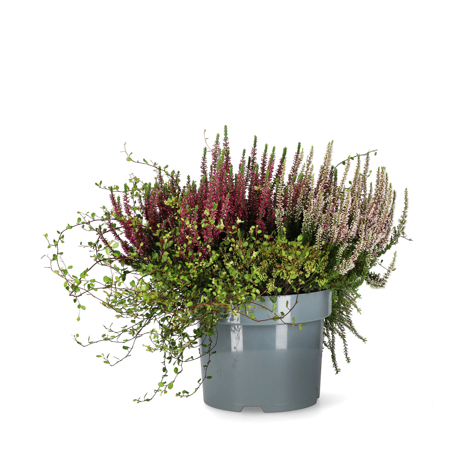 Ljung BEAUTY LADIES  'Beauty Belle'