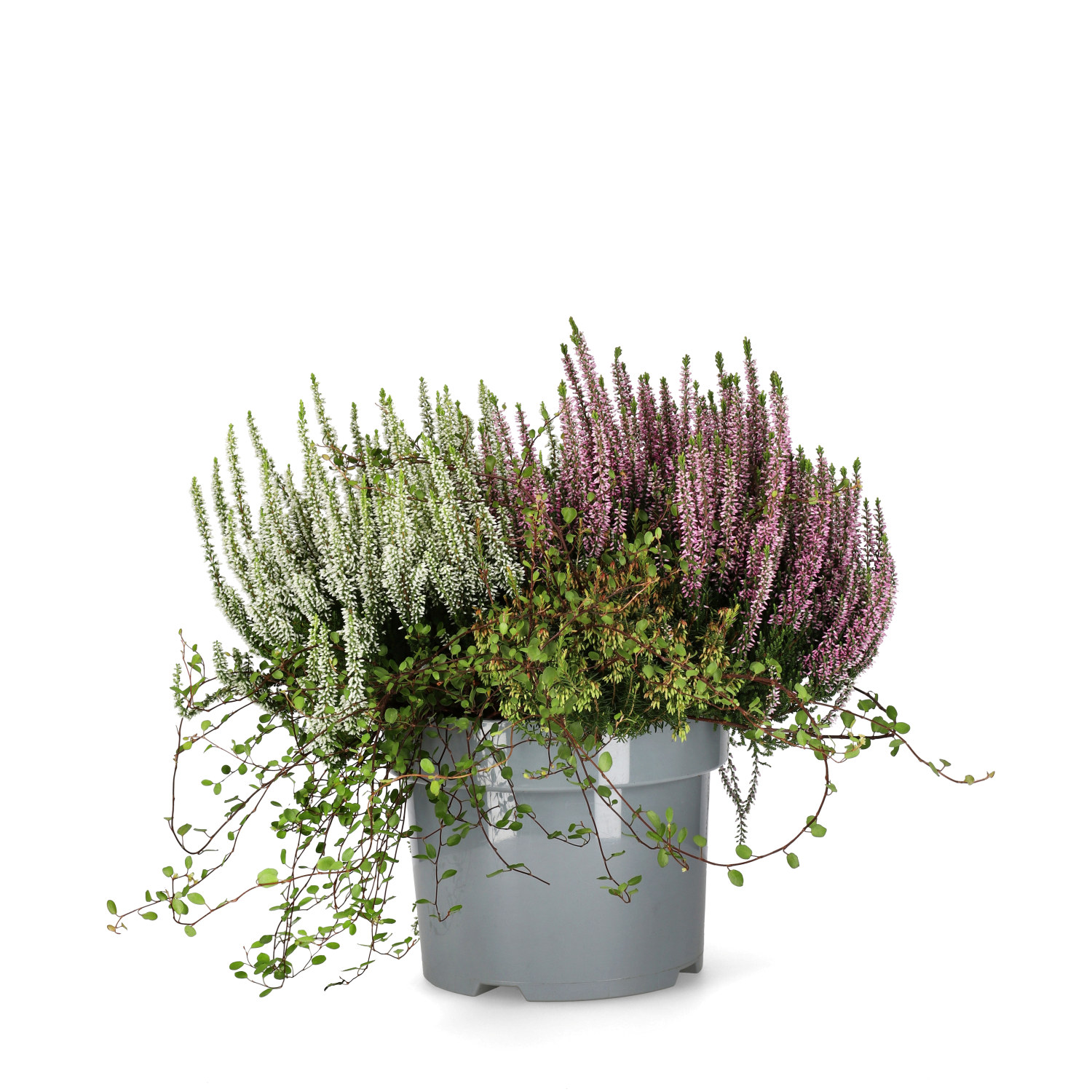 Ljung BEAUTY LADIES  'Beauty Belle'