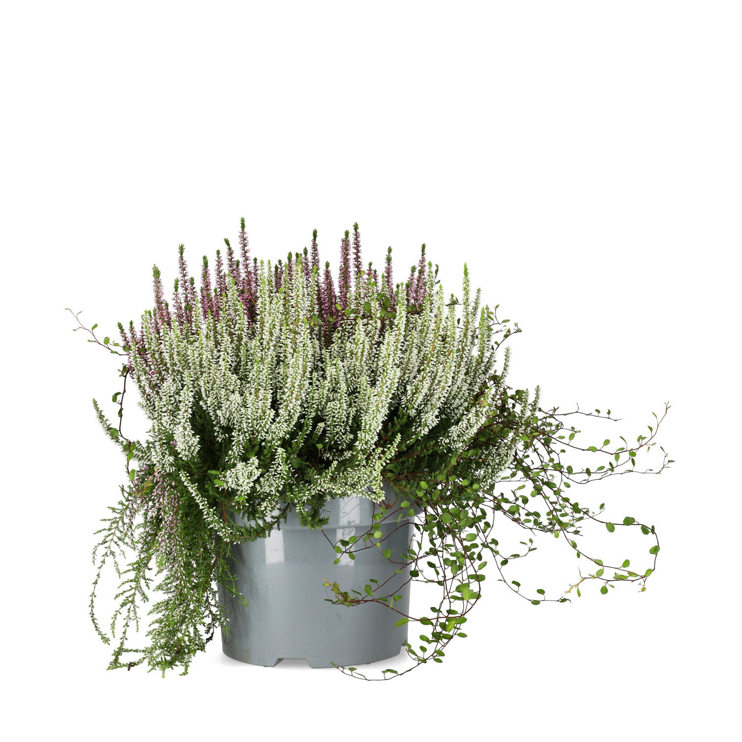 Ljung BEAUTY LADIES  'Beauty Belle'