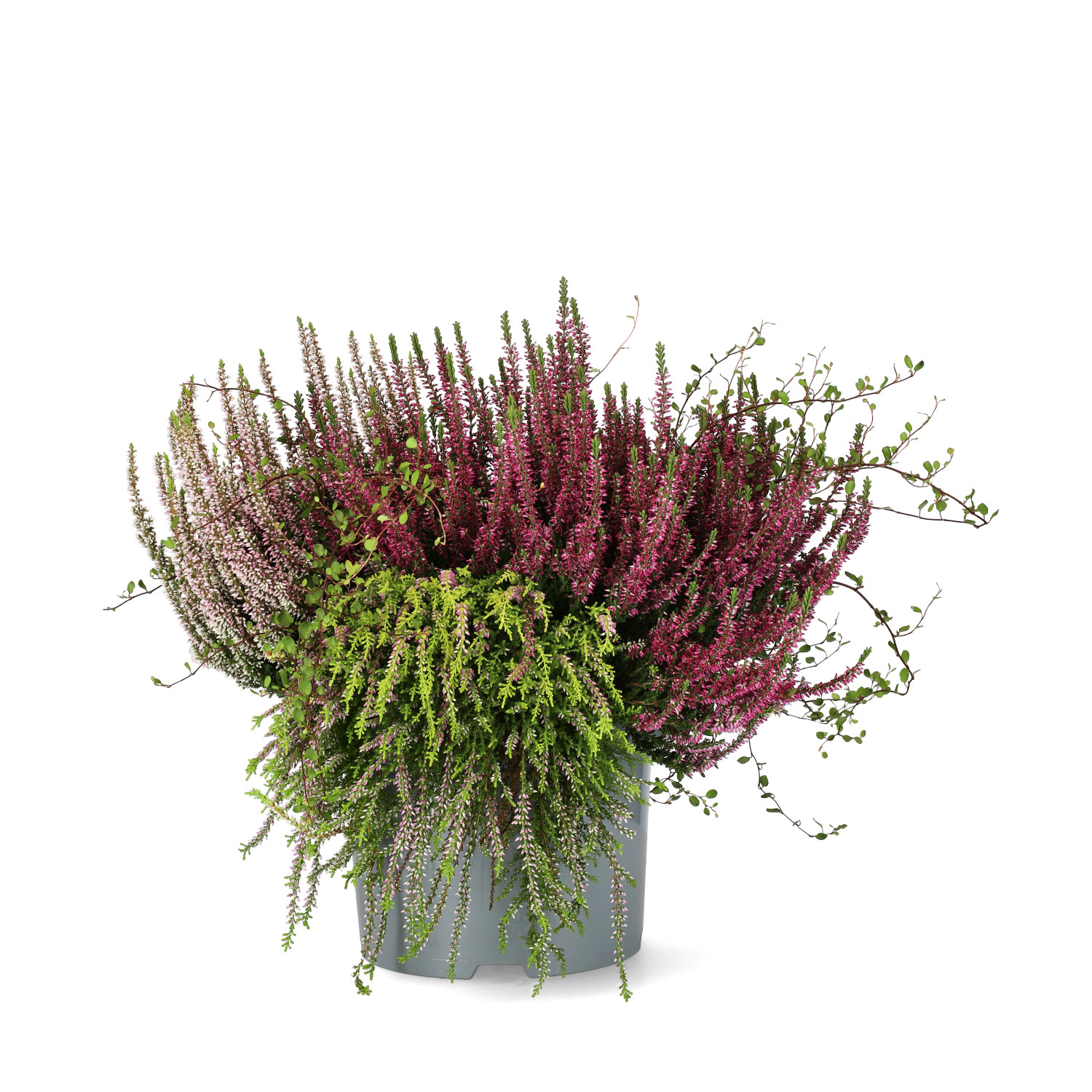 Ljung BEAUTY LADIES  'Beauty Belle'