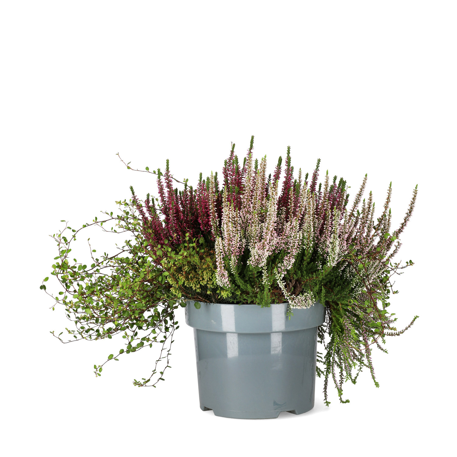 Ljung BEAUTY LADIES  'Beauty Belle'