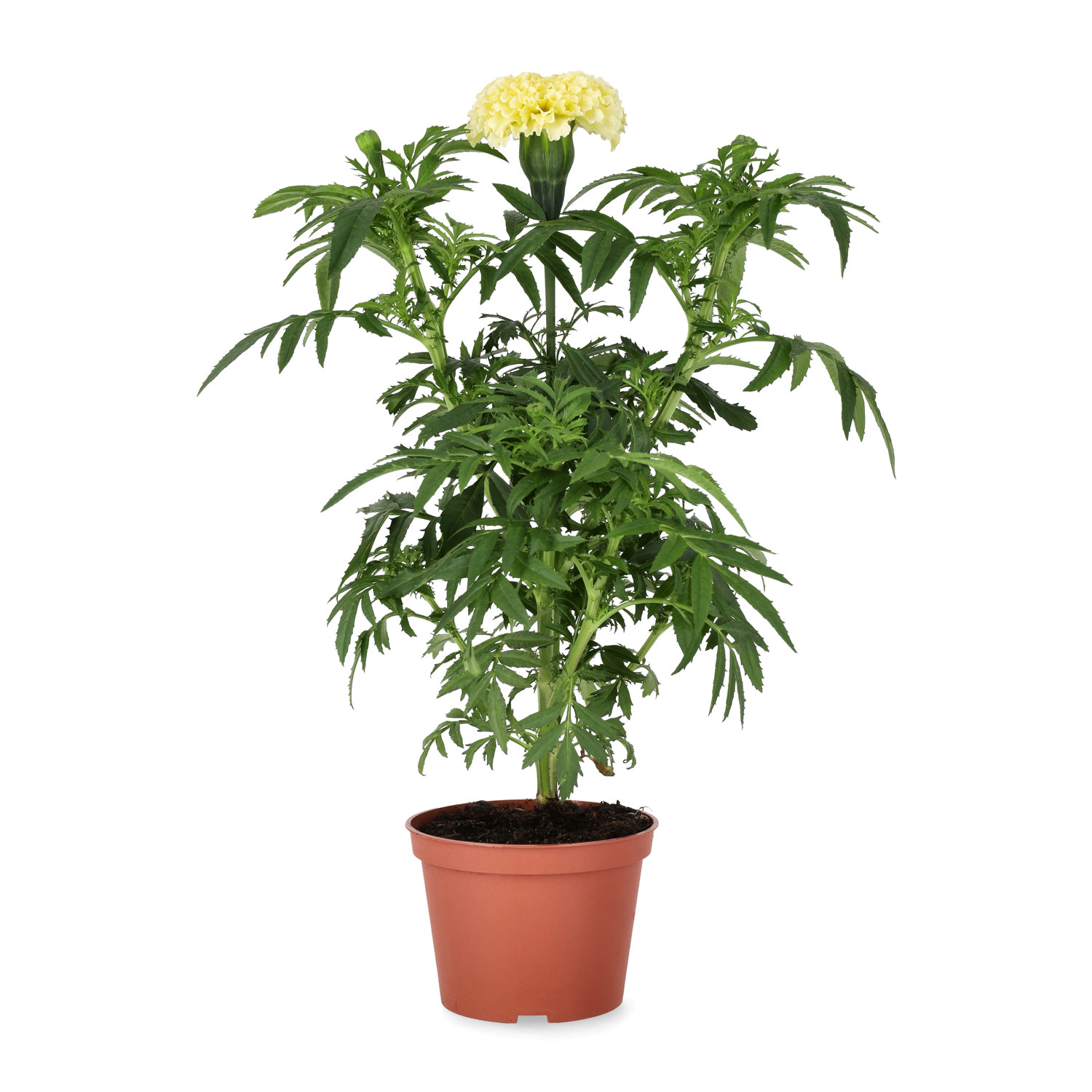 Stor tagetes 'Vanilla'