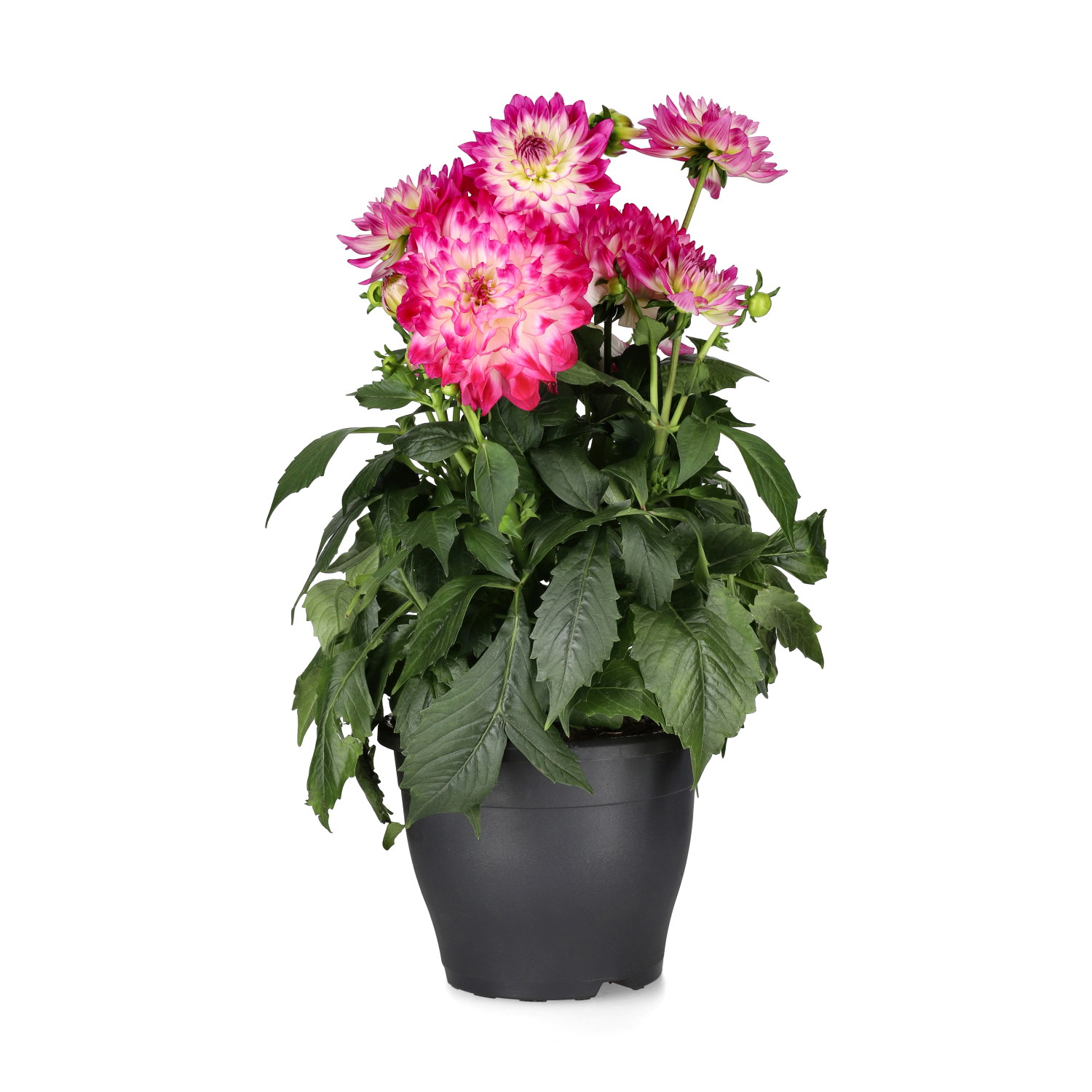 Dahlia 'Suniq Bicolor'