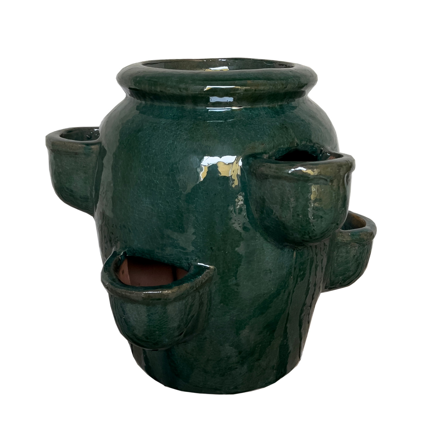 Jordgubbskruka Gilbert