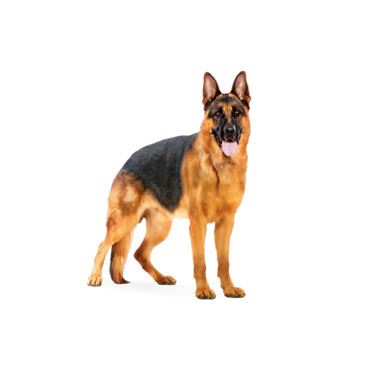 Royal Canin Maxi Adult