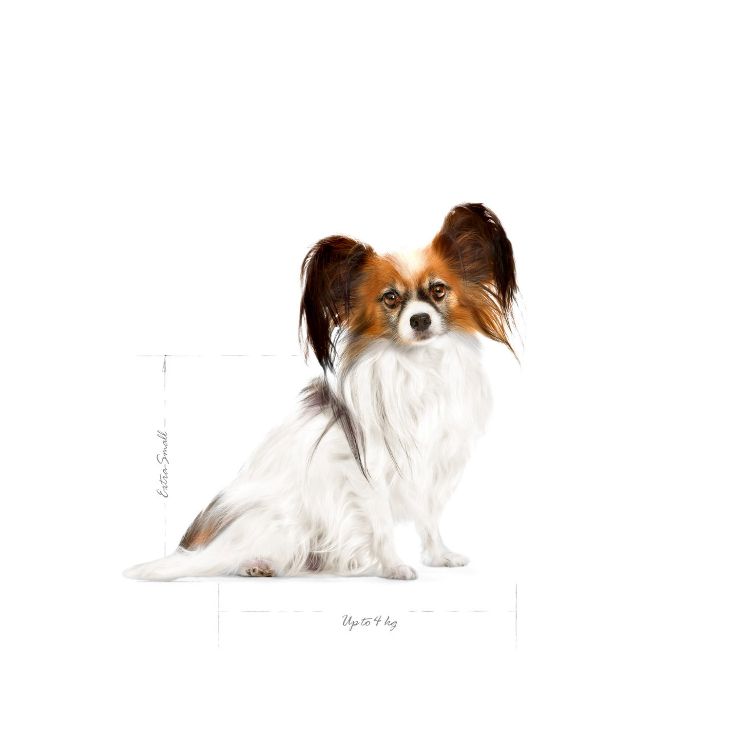 Royal Canin X-small Adult 8+