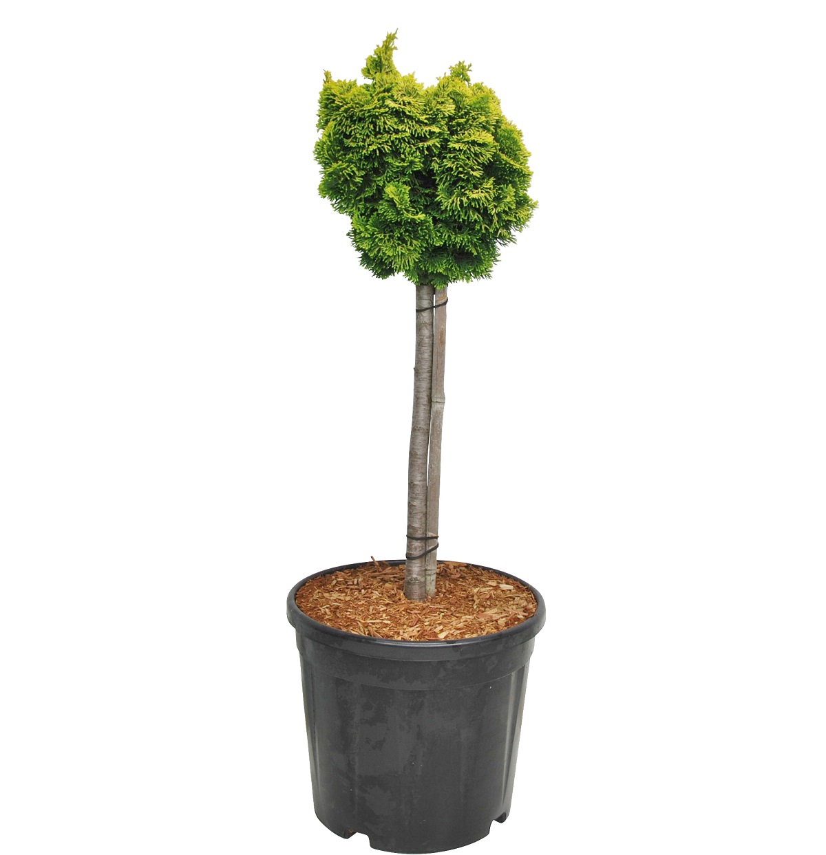 Japansk ädelcypress 'Nana Aurea' på stam