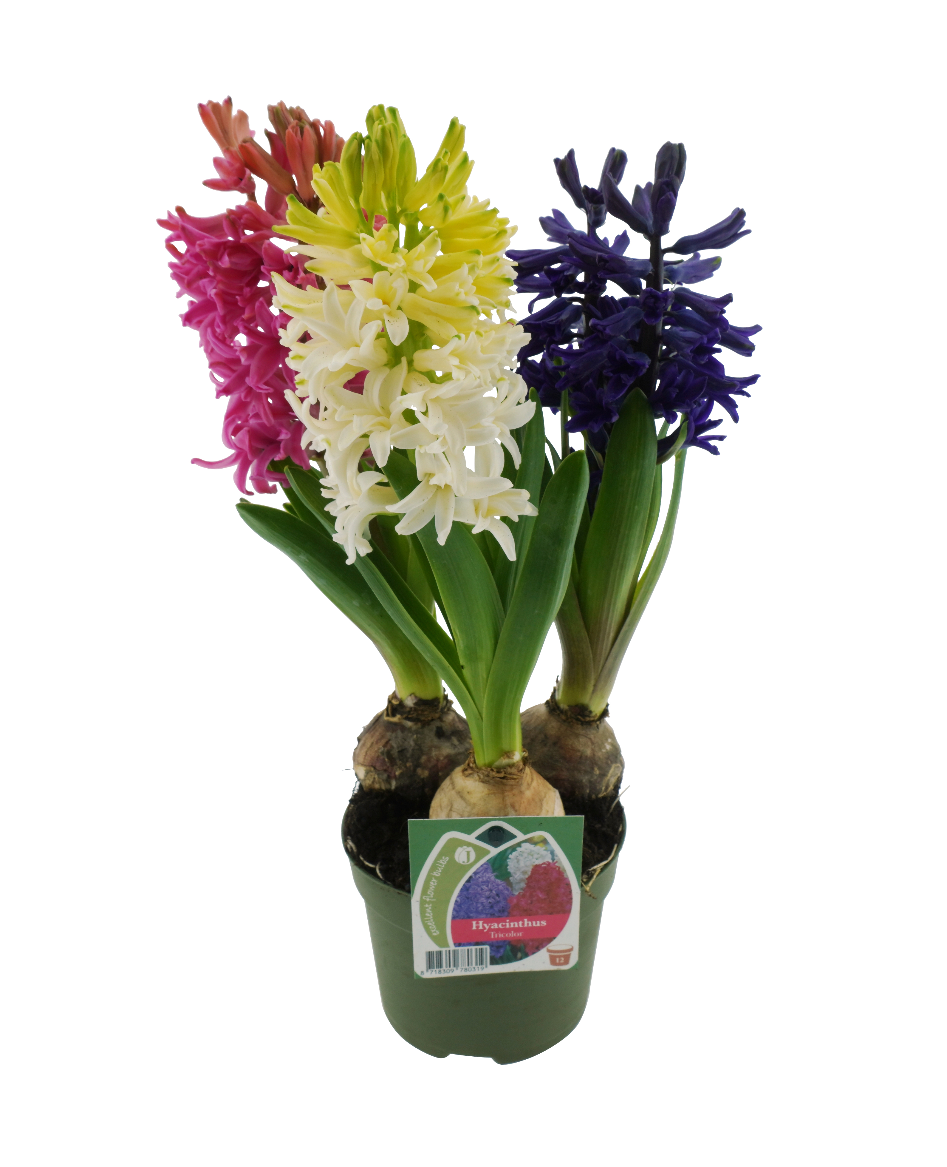 Hyacint tricolor