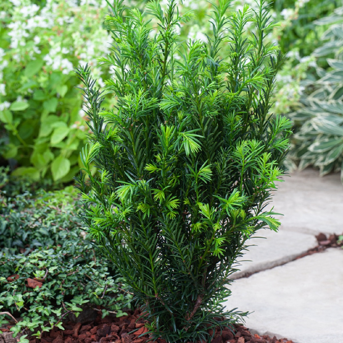 Taxus x media 'Groenland' 32cm Ball 24cm