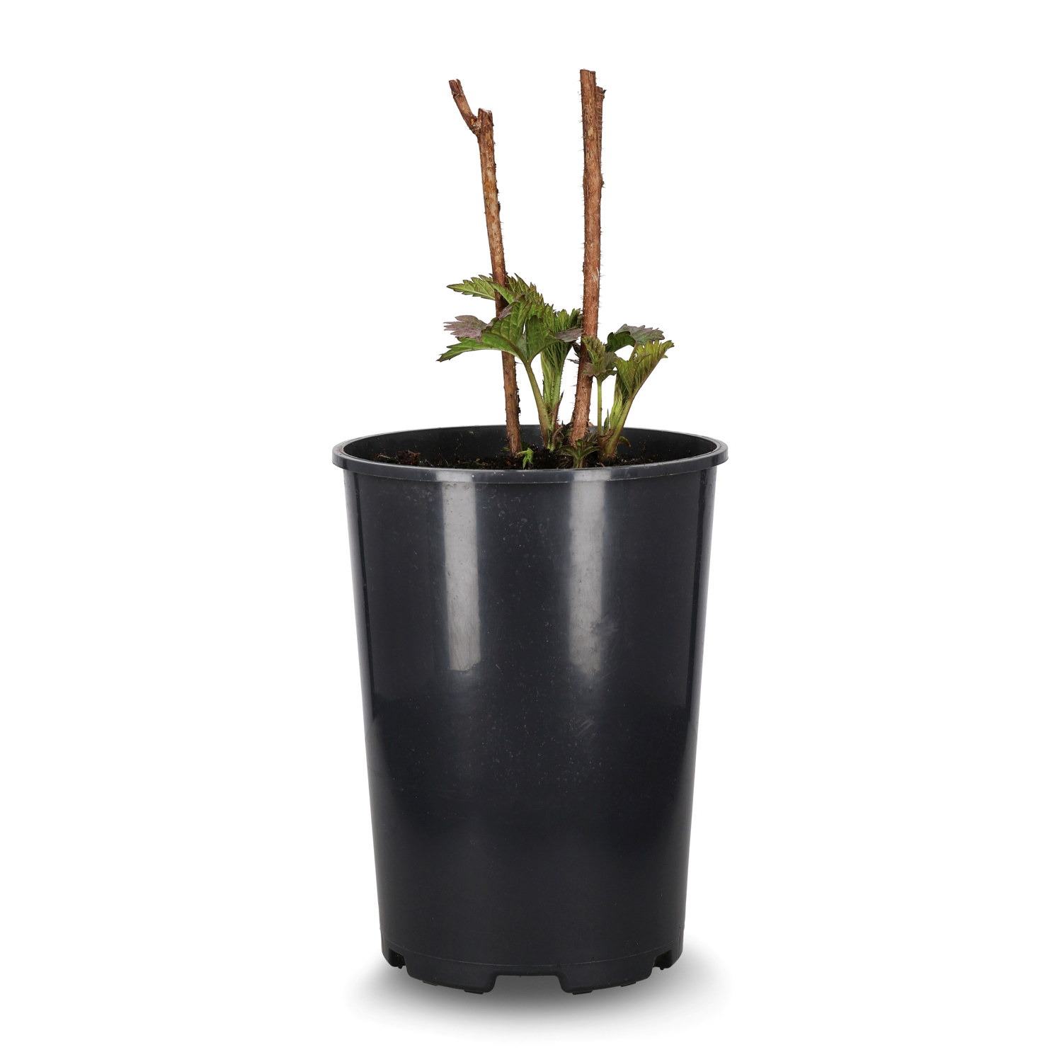 Trädgårdshallon MORMORSHALLON