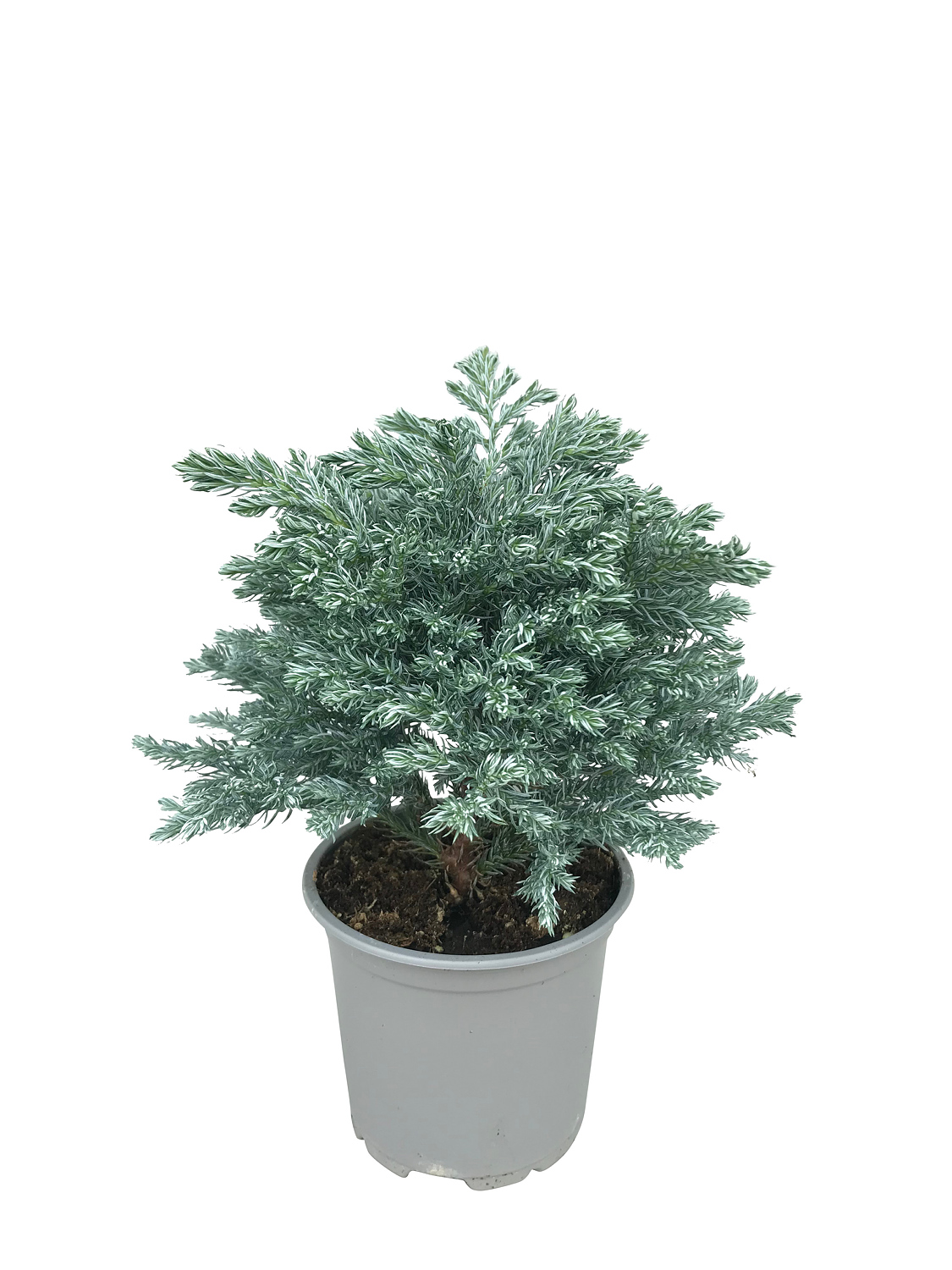 Ärtcypress 'Sky Blue'