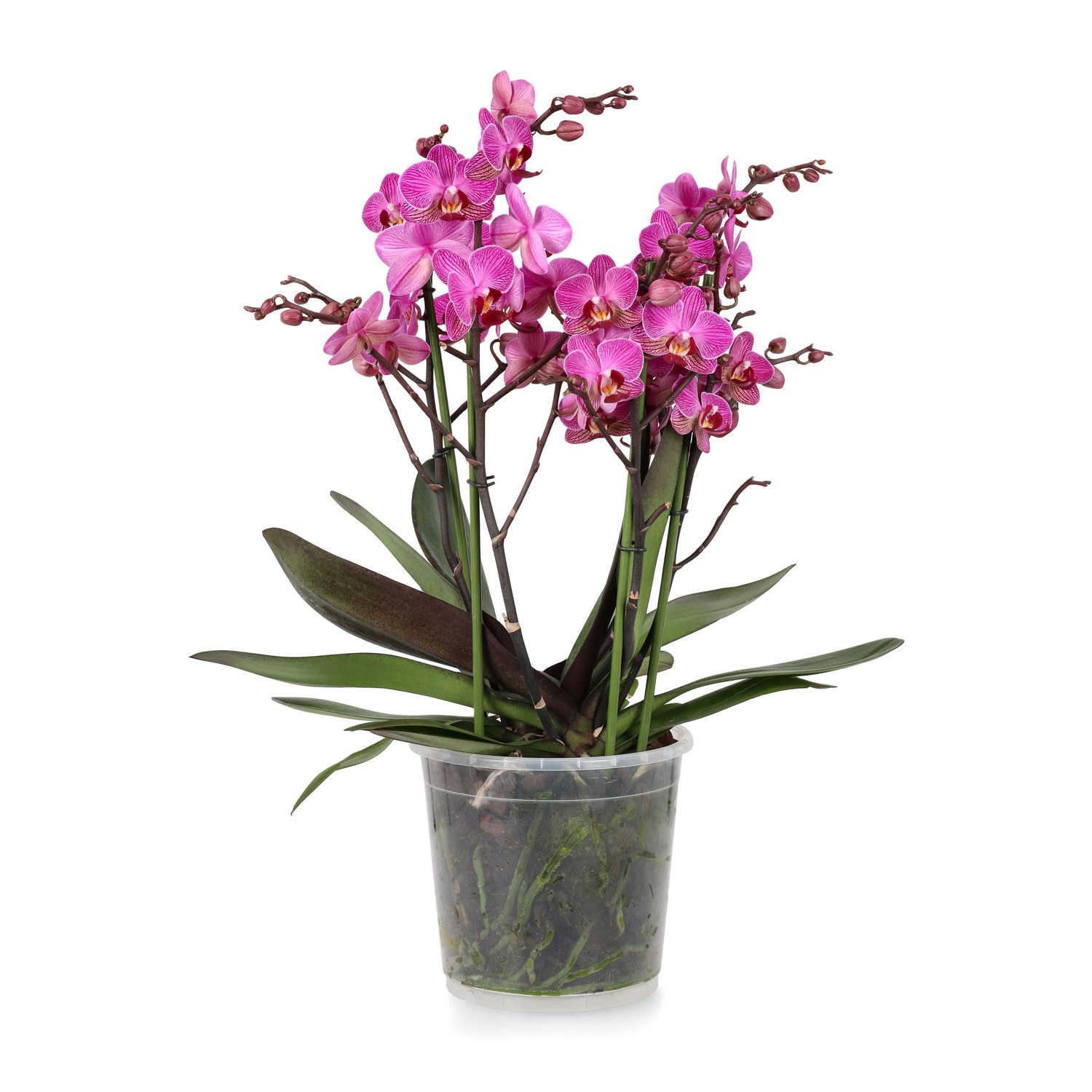 Phalaenopsis 'Duetto Multi'