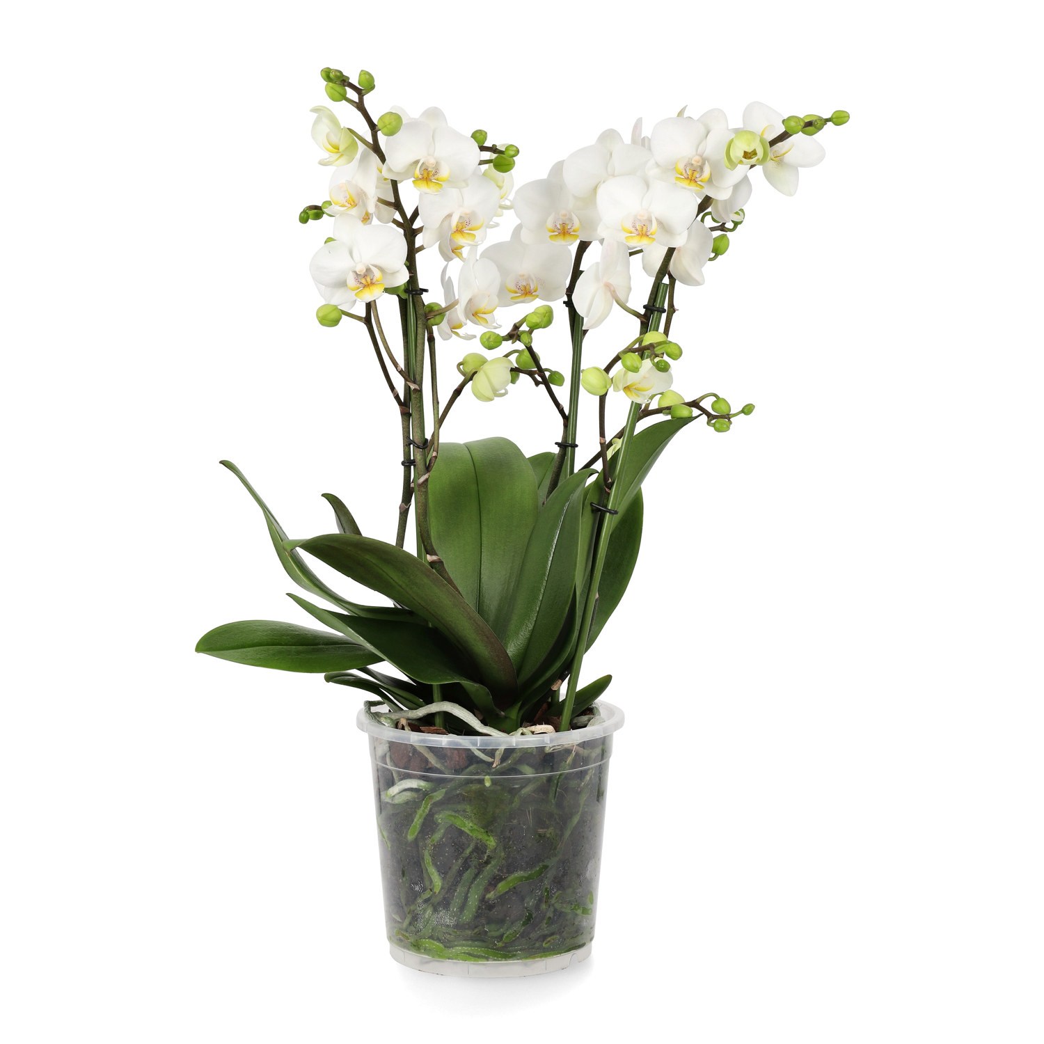 Phalaenopsis 'Duetto Multi'