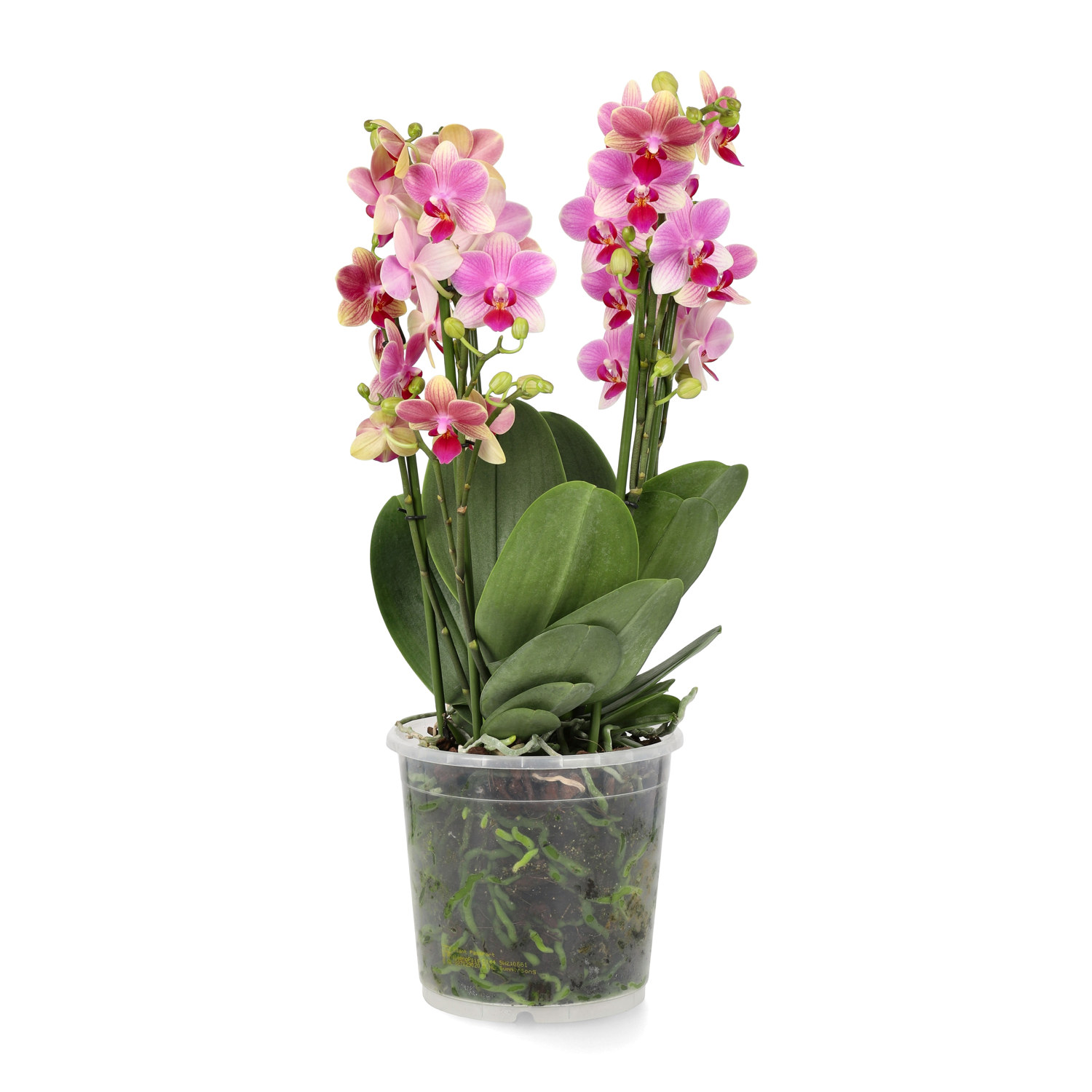 Phalaenopsis 'Duetto Multi'