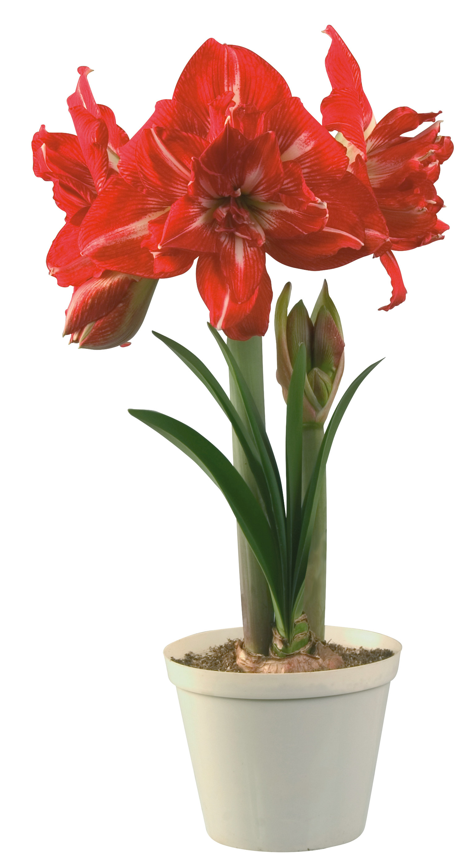 Amaryllis 'Rock ‘n Roll'